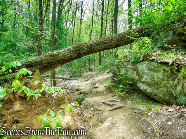 Red Trail - Southford Falls State Park