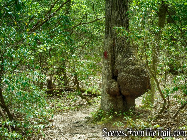 Red Trail - Southford Falls State Park