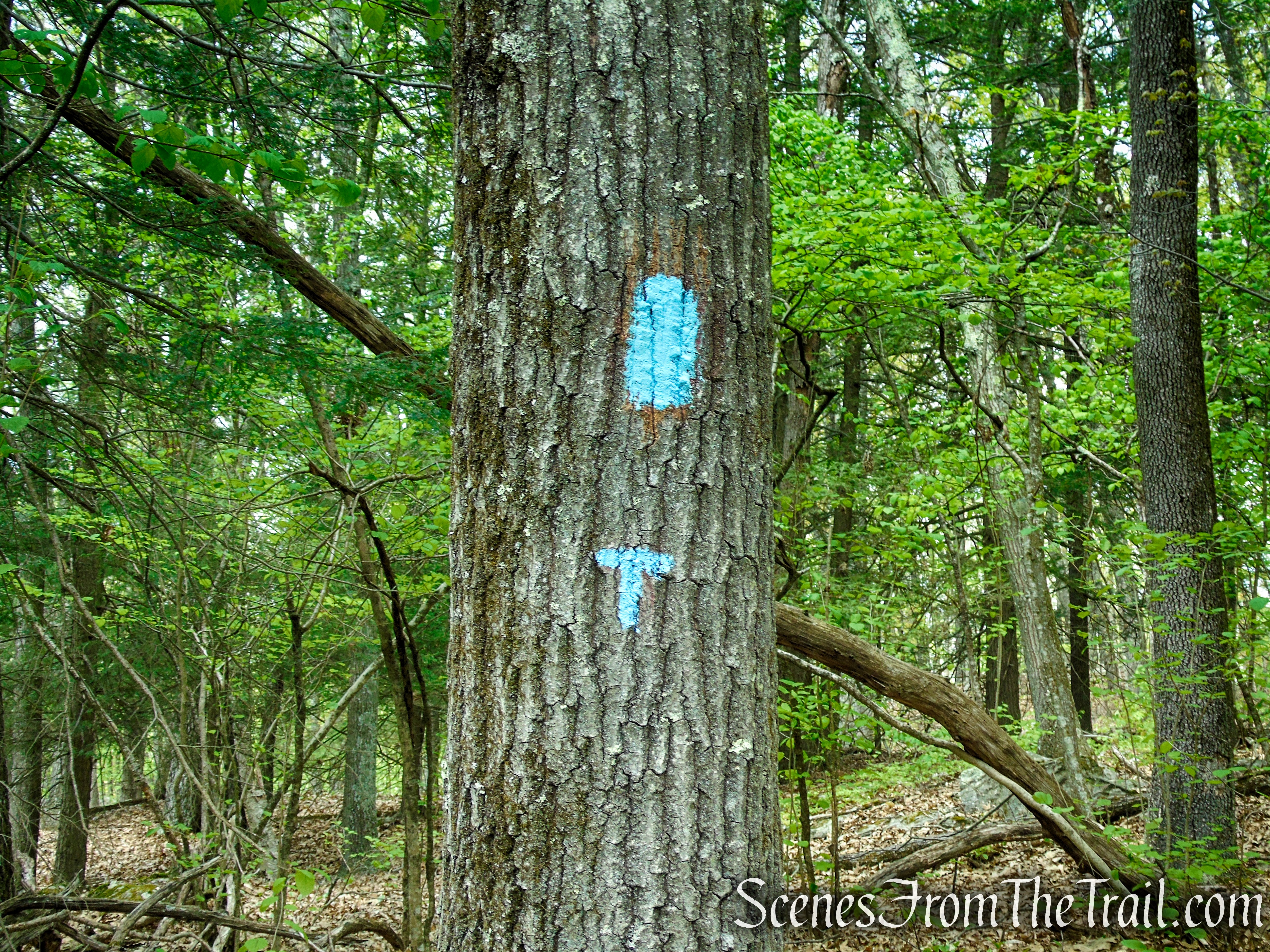 Tower Trail - Southford Falls State Park