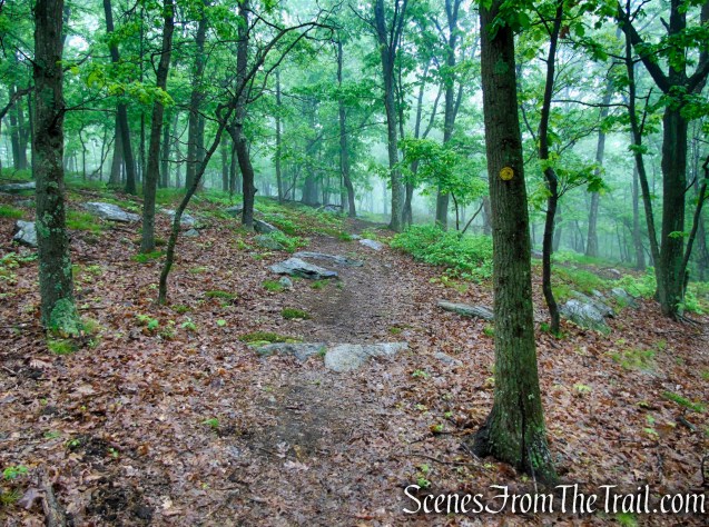 Oscawana Ridge Trail - Fahnestock State Park