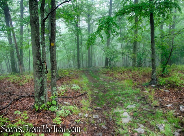 Oscawana Ridge Trail - Fahnestock State Park