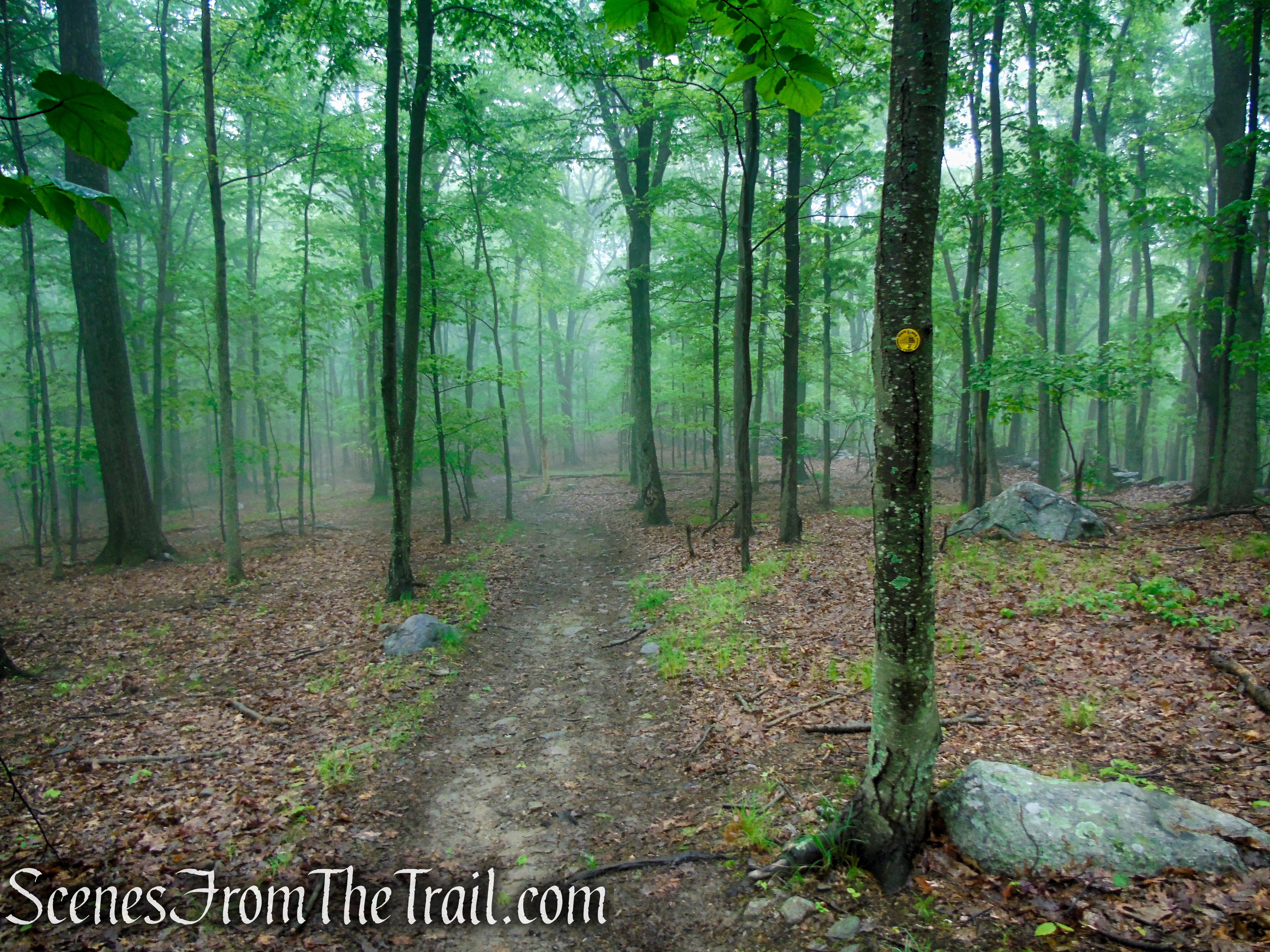 Oscawana Ridge Trail - Fahnestock State Park