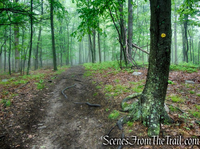 Oscawana Ridge Trail - Fahnestock State Park