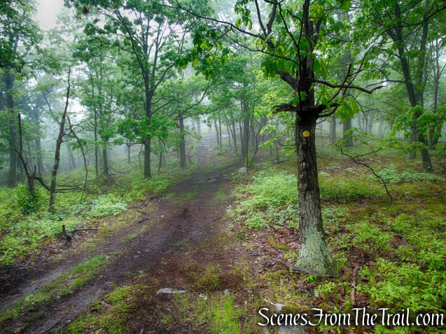 Oscawana Ridge Trail - Fahnestock State Park