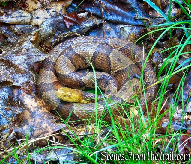 Copperhead - Oscawana Ridge Trail