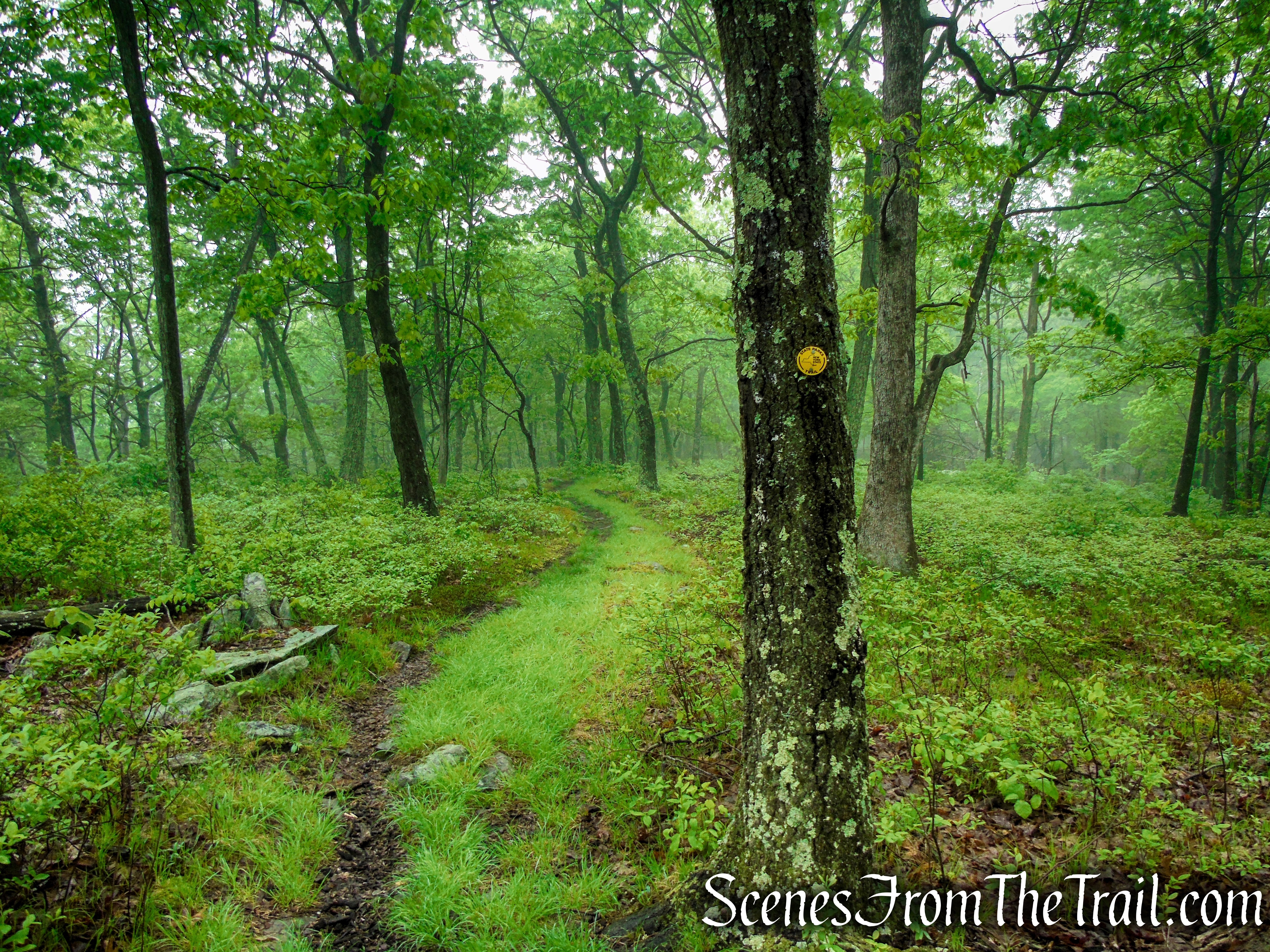 Oscawana Ridge Trail - Fahnestock State Park