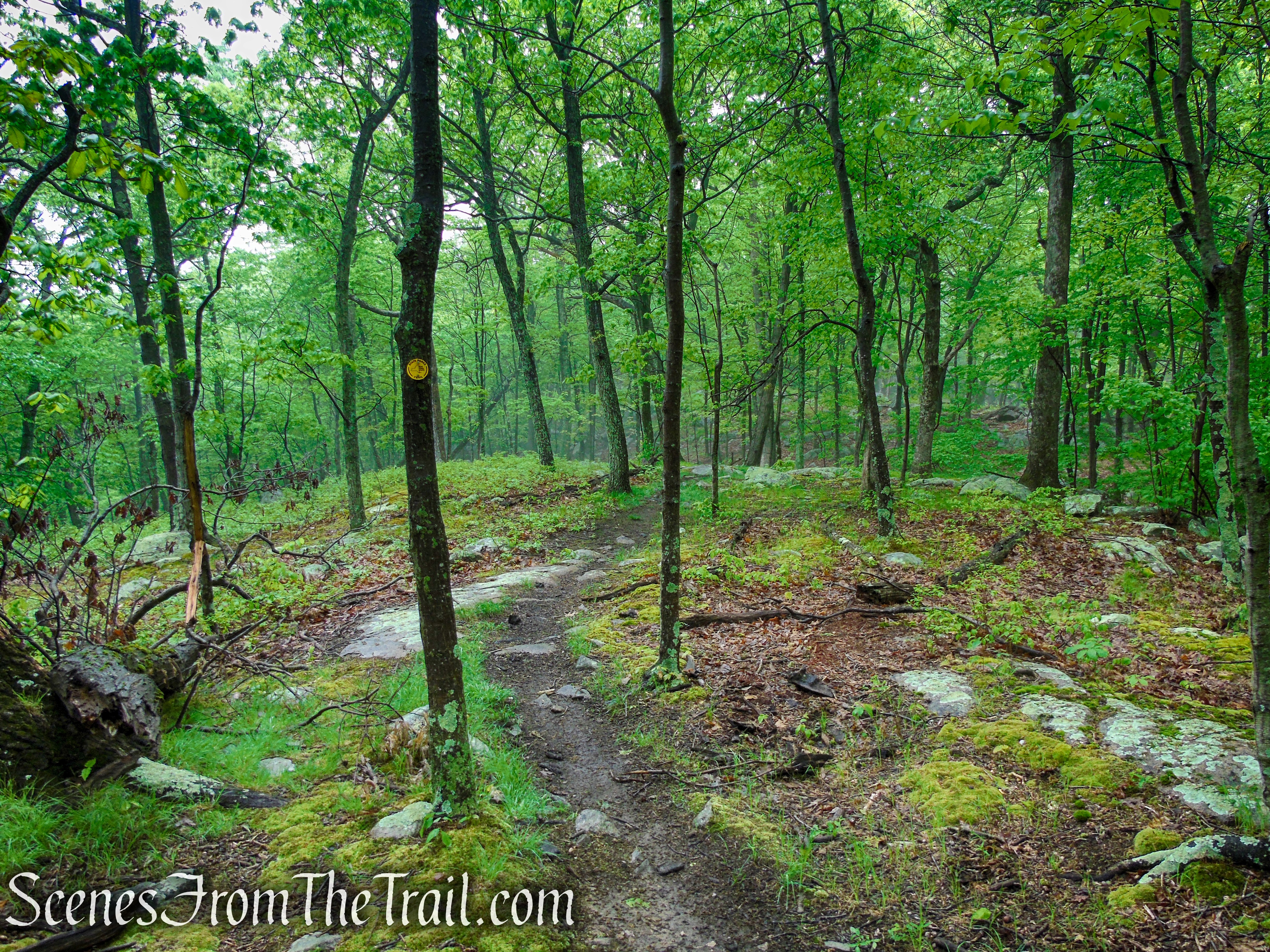 Oscawana Ridge Trail - Fahnestock State Park
