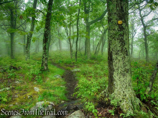 Oscawana Ridge Trail - Fahnestock State Park