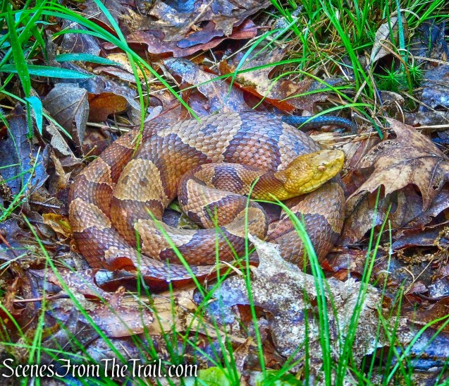 Copperhead – Oscawana Ridge Trail