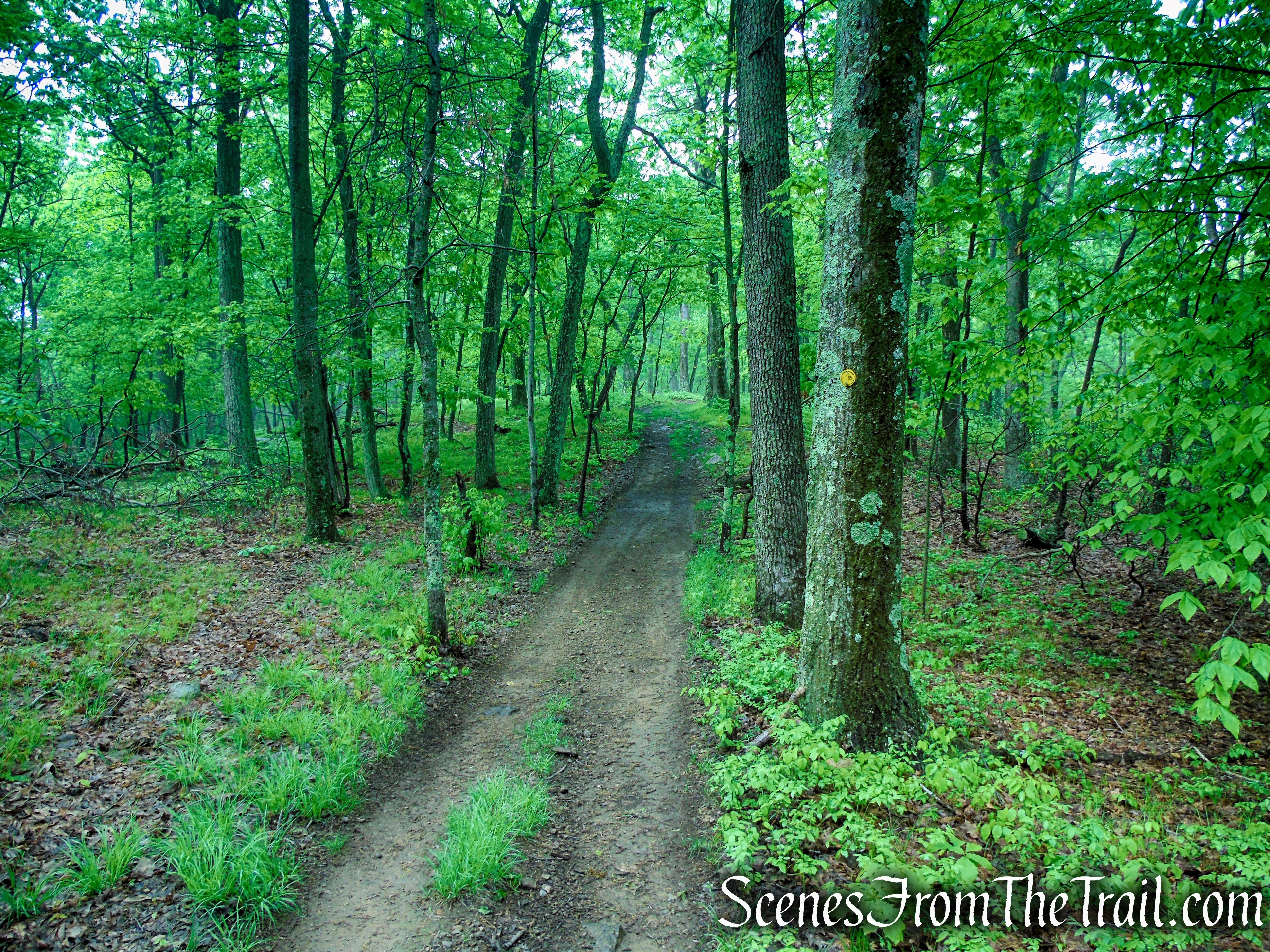 Oscawana Ridge Trail - Fahnestock State Park
