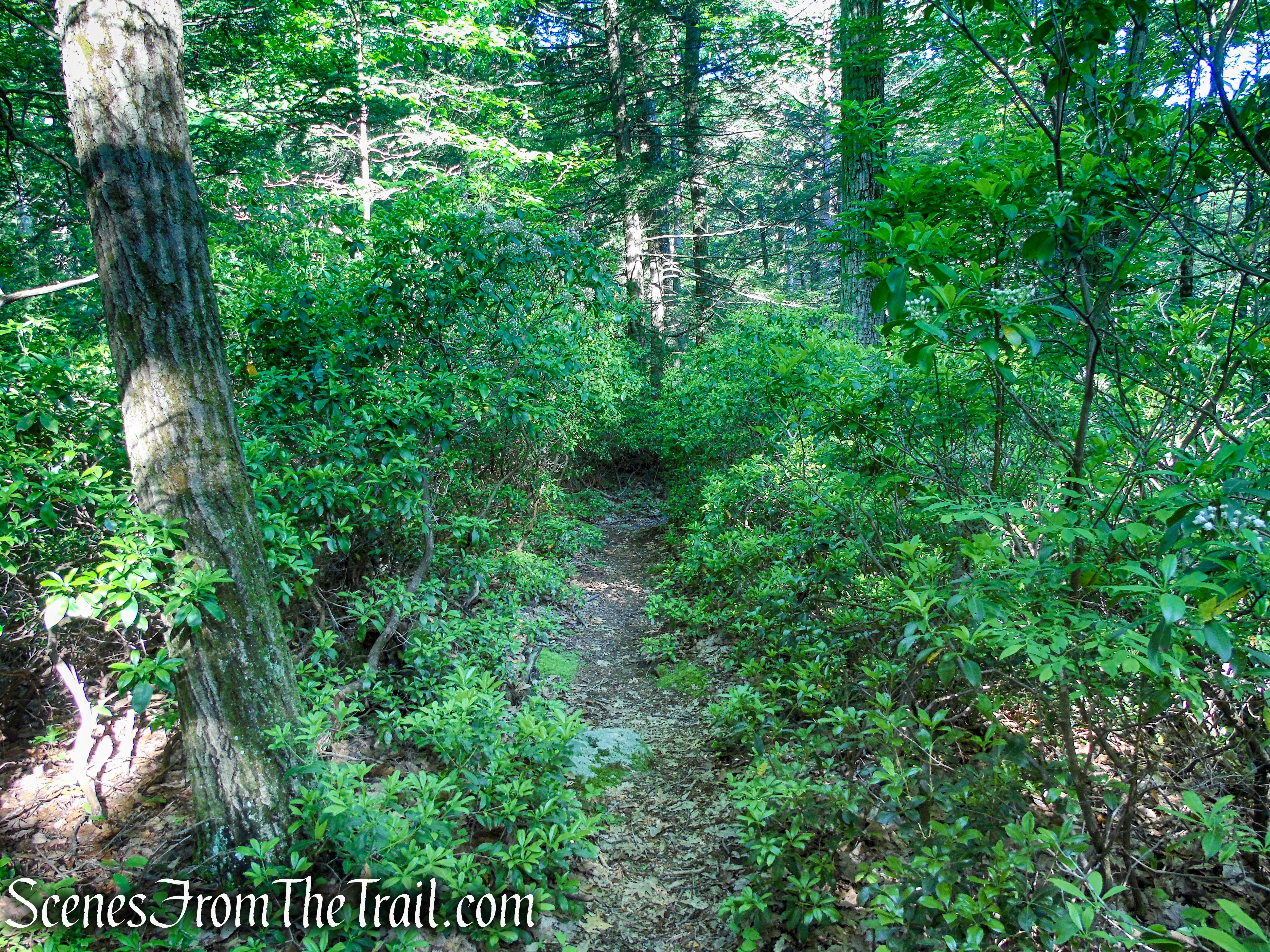 unmarked trail - Stahahe High Peak