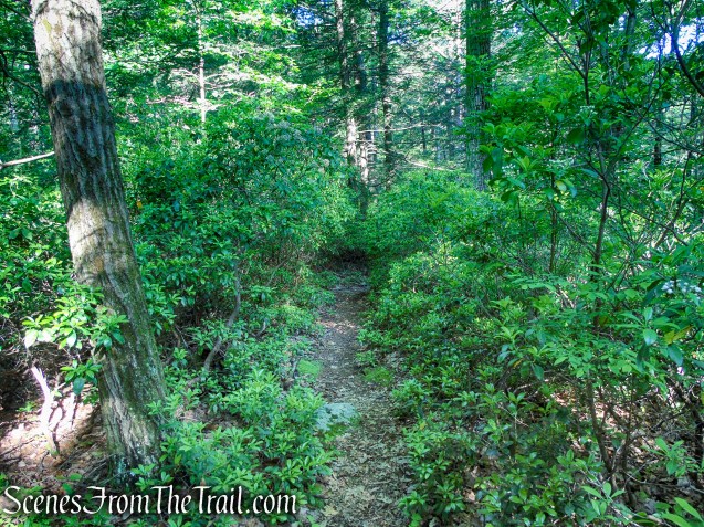 unmarked trail - Stahahe High Peak
