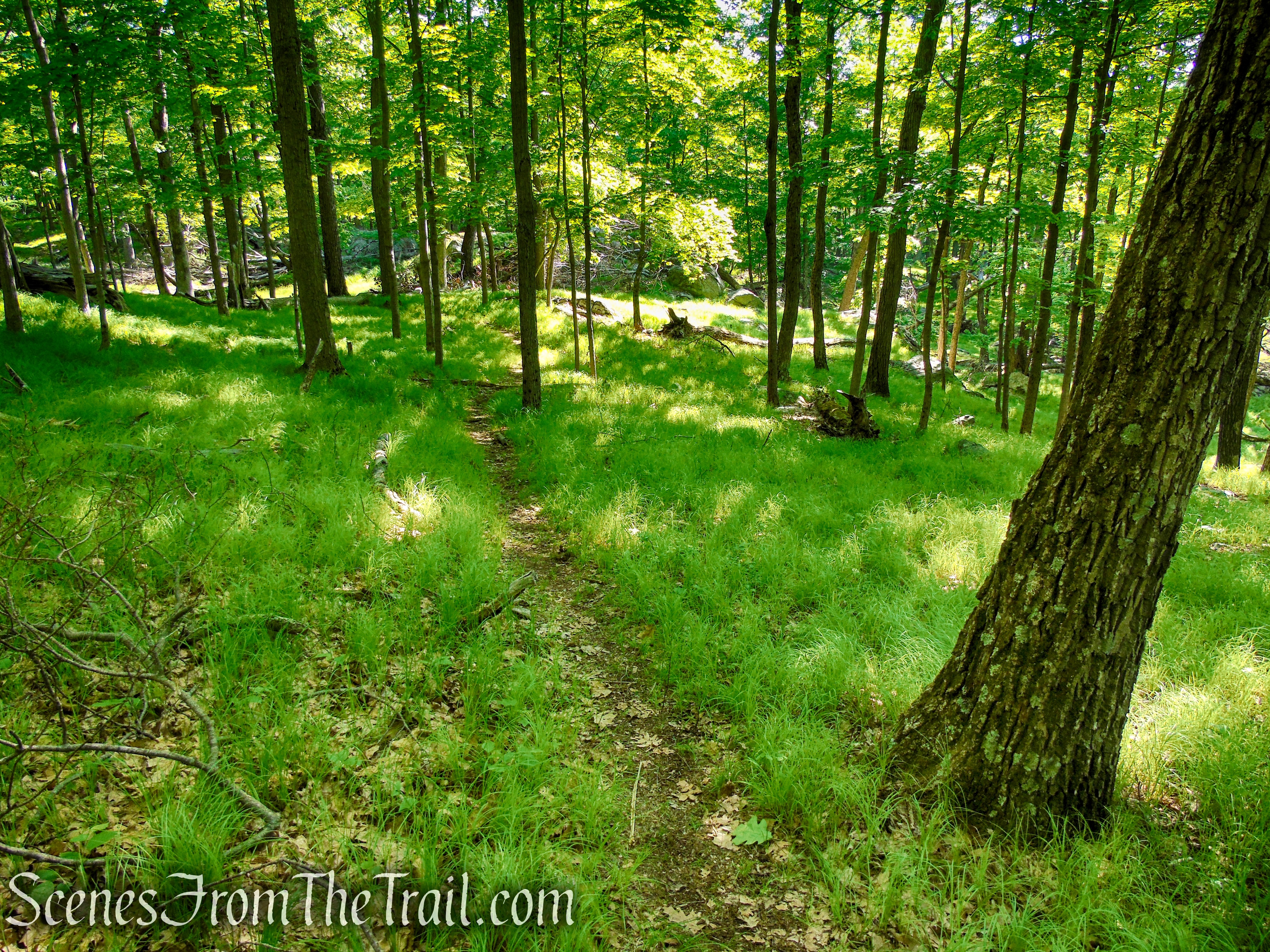 unmarked trail – Stahahe High Peak