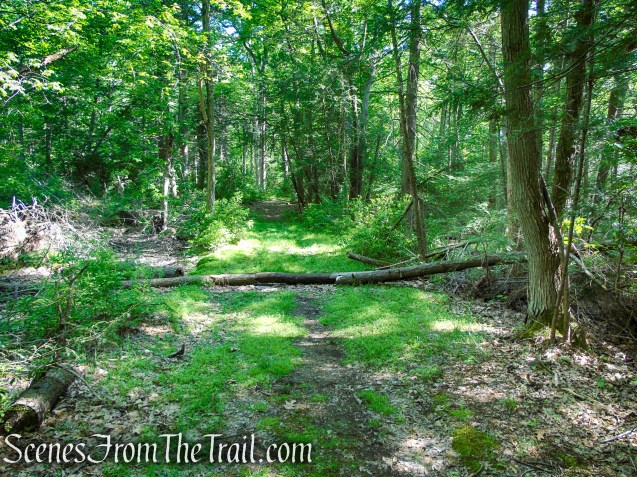 woods road to Island Pond