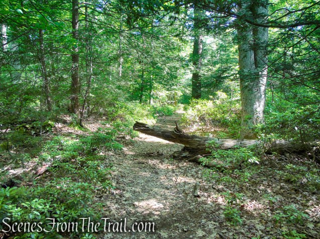woods road to Island Pond