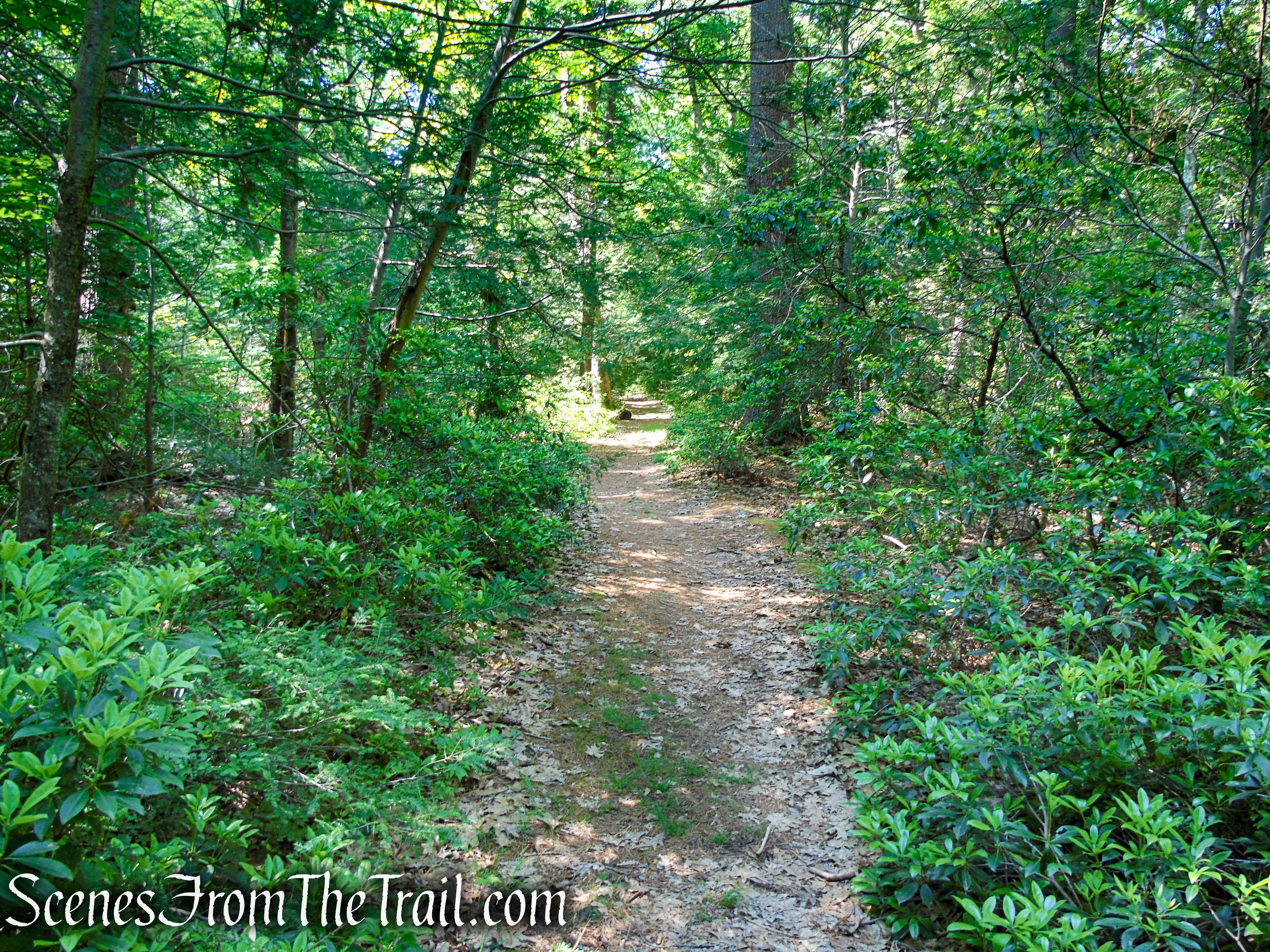 unmarked woods road from Island Pond