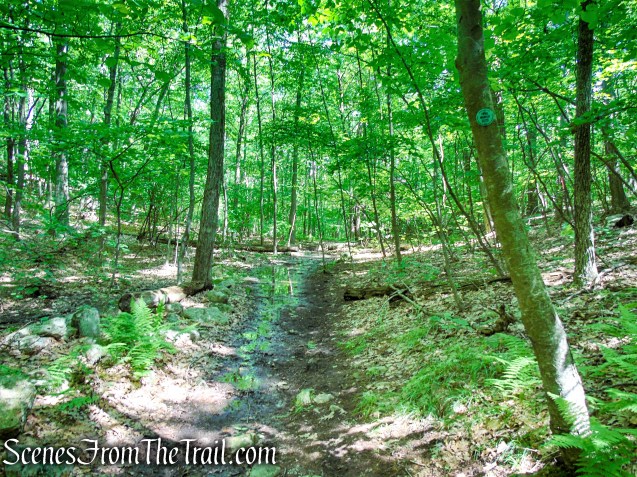 Round Hill Bypass Trail - Fahnestock State Park