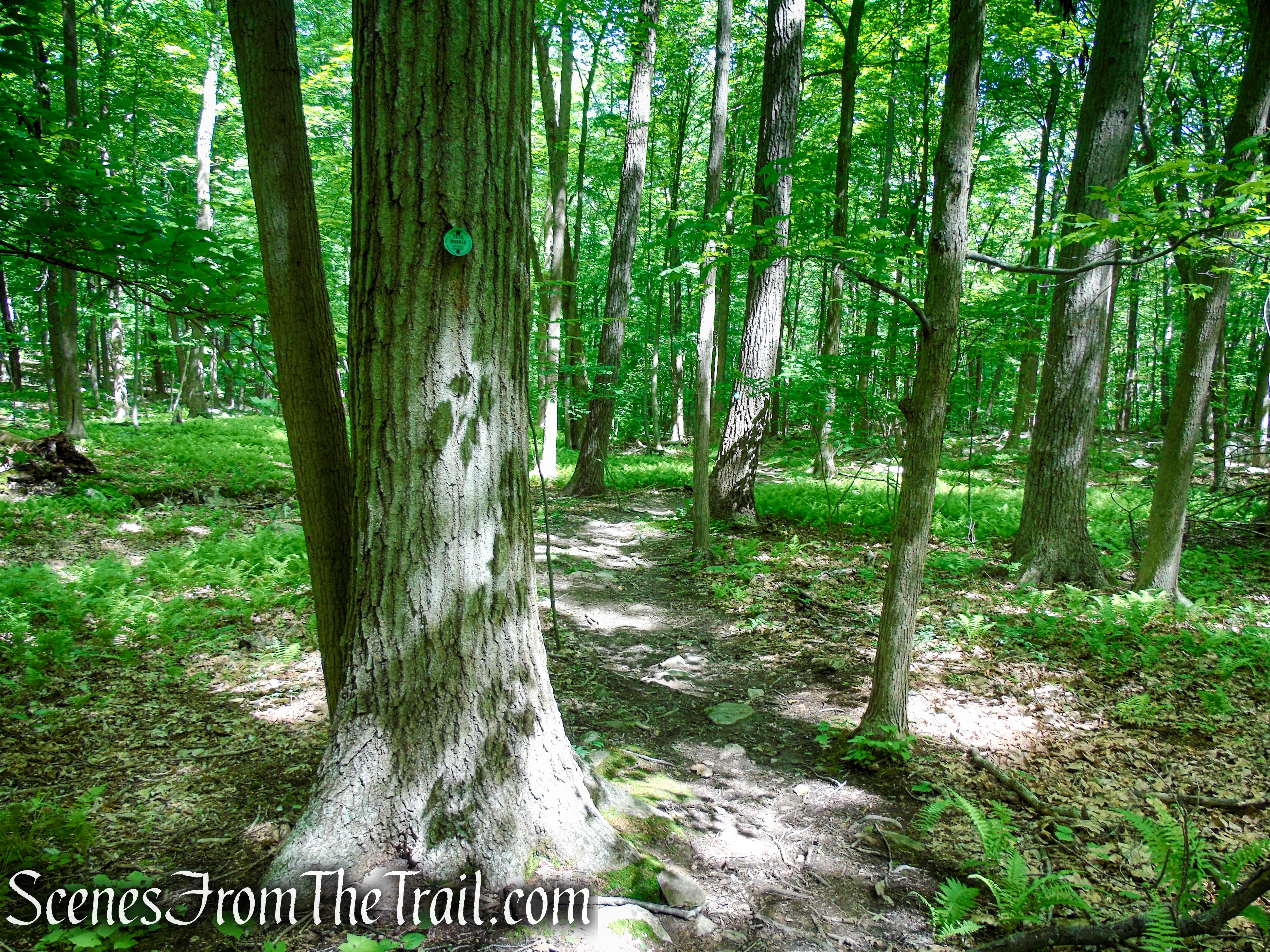 Round Hill Bypass Trail - Fahnestock State Park