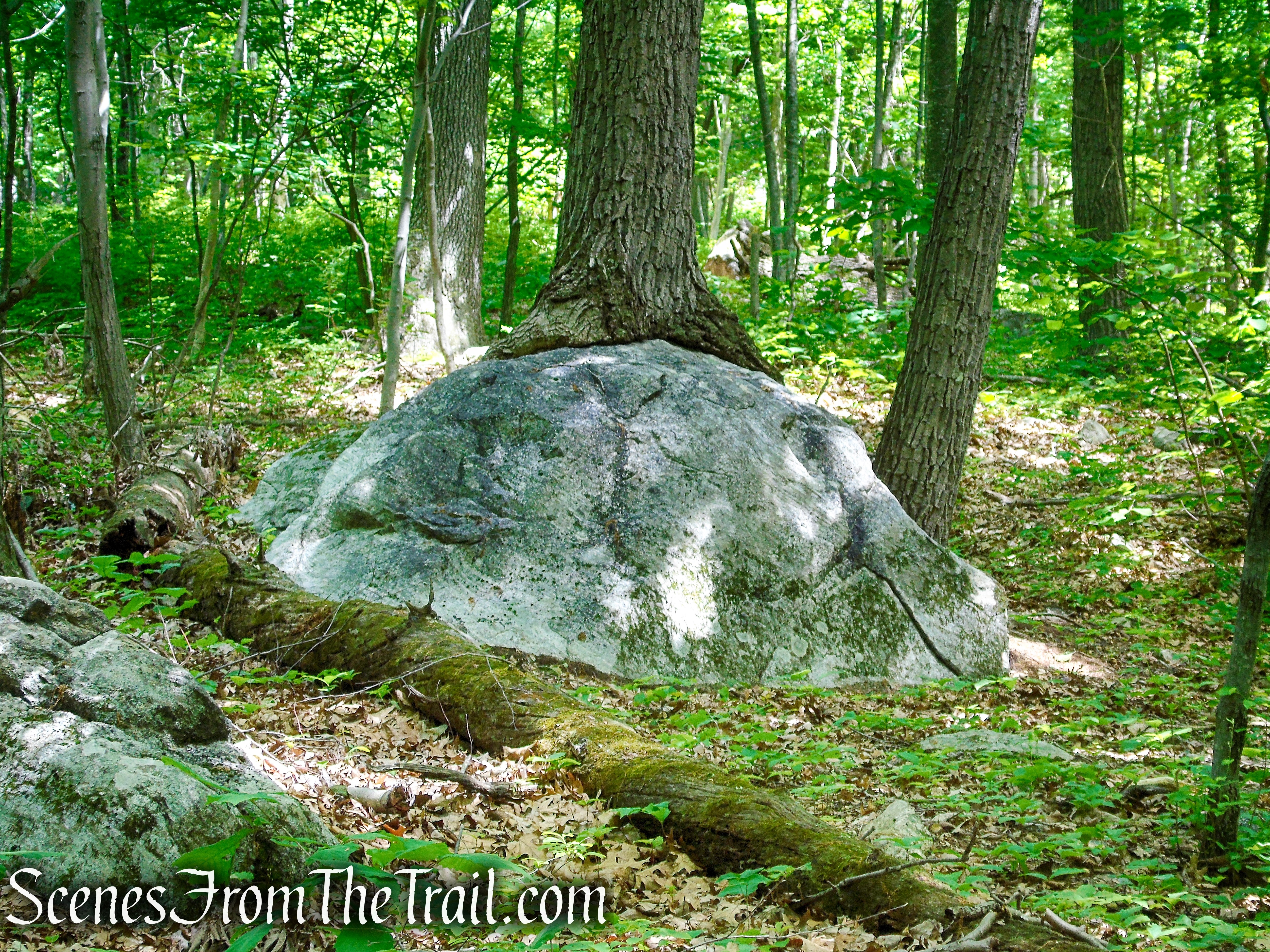 Hubbard Loop Trail - Fahnestock State Park