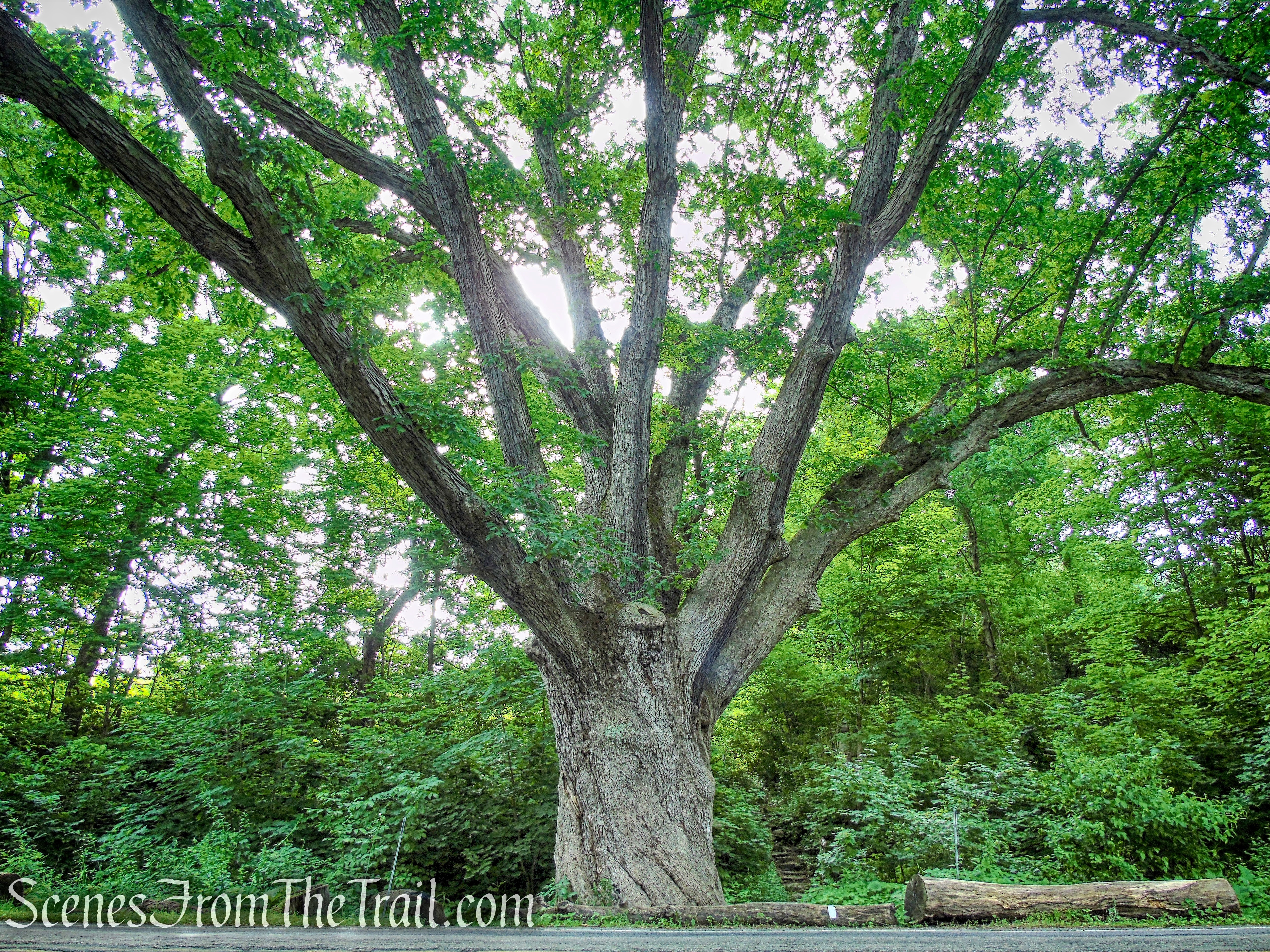 Dover Oak - Pawling, NY