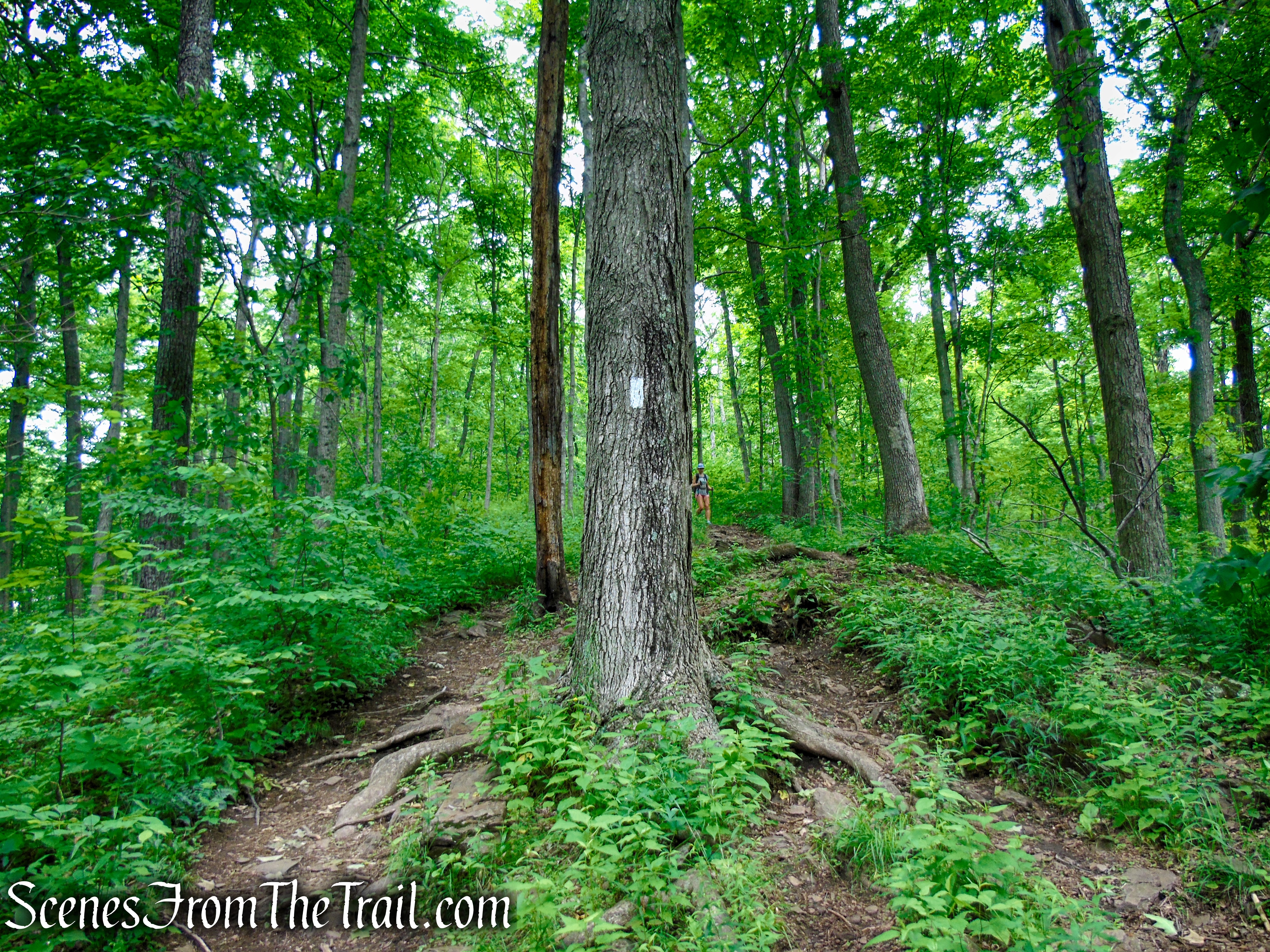 Appalachian Trail - Pawling, NY