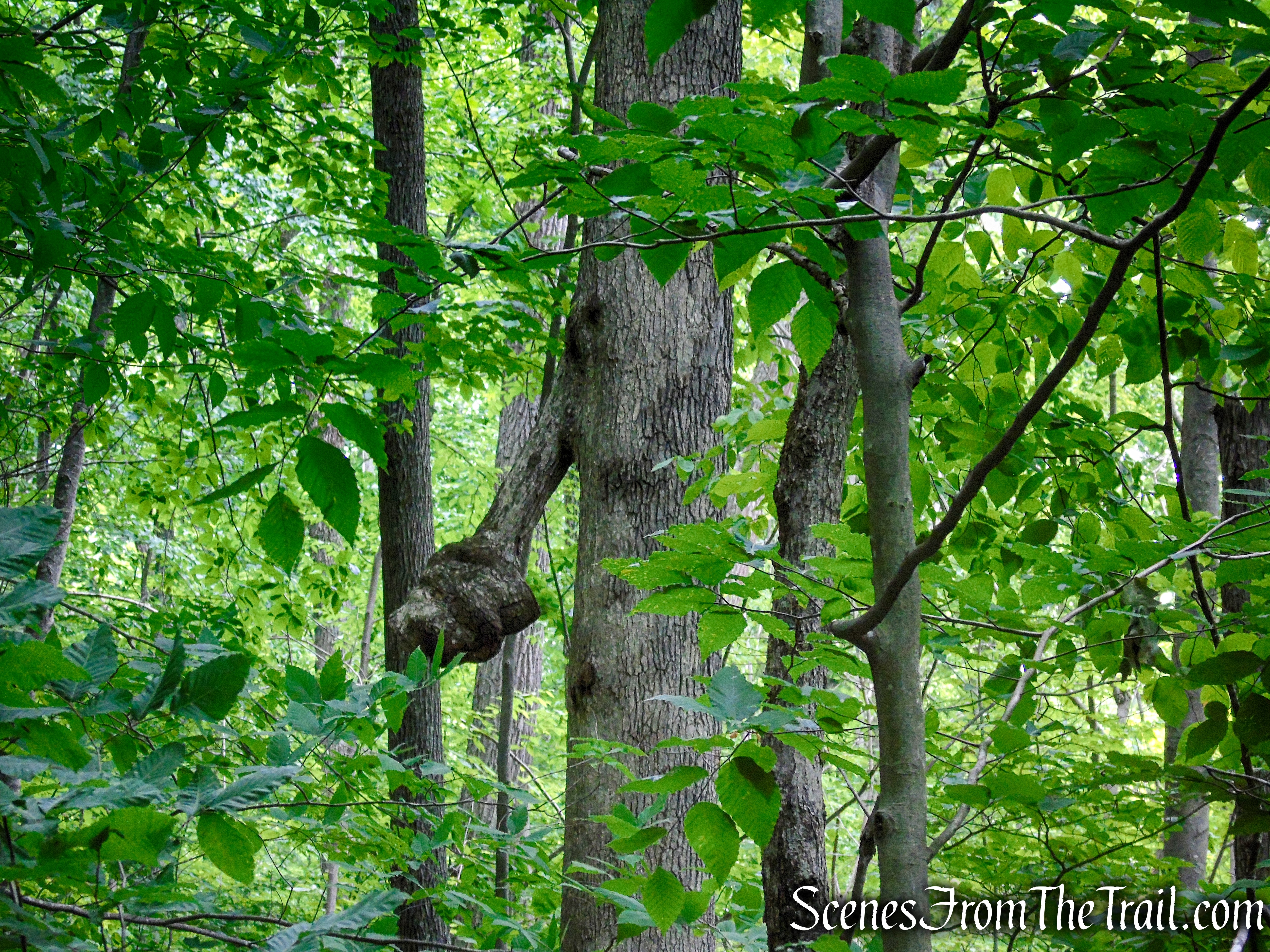 Appalachian Trail - Pawling, NY