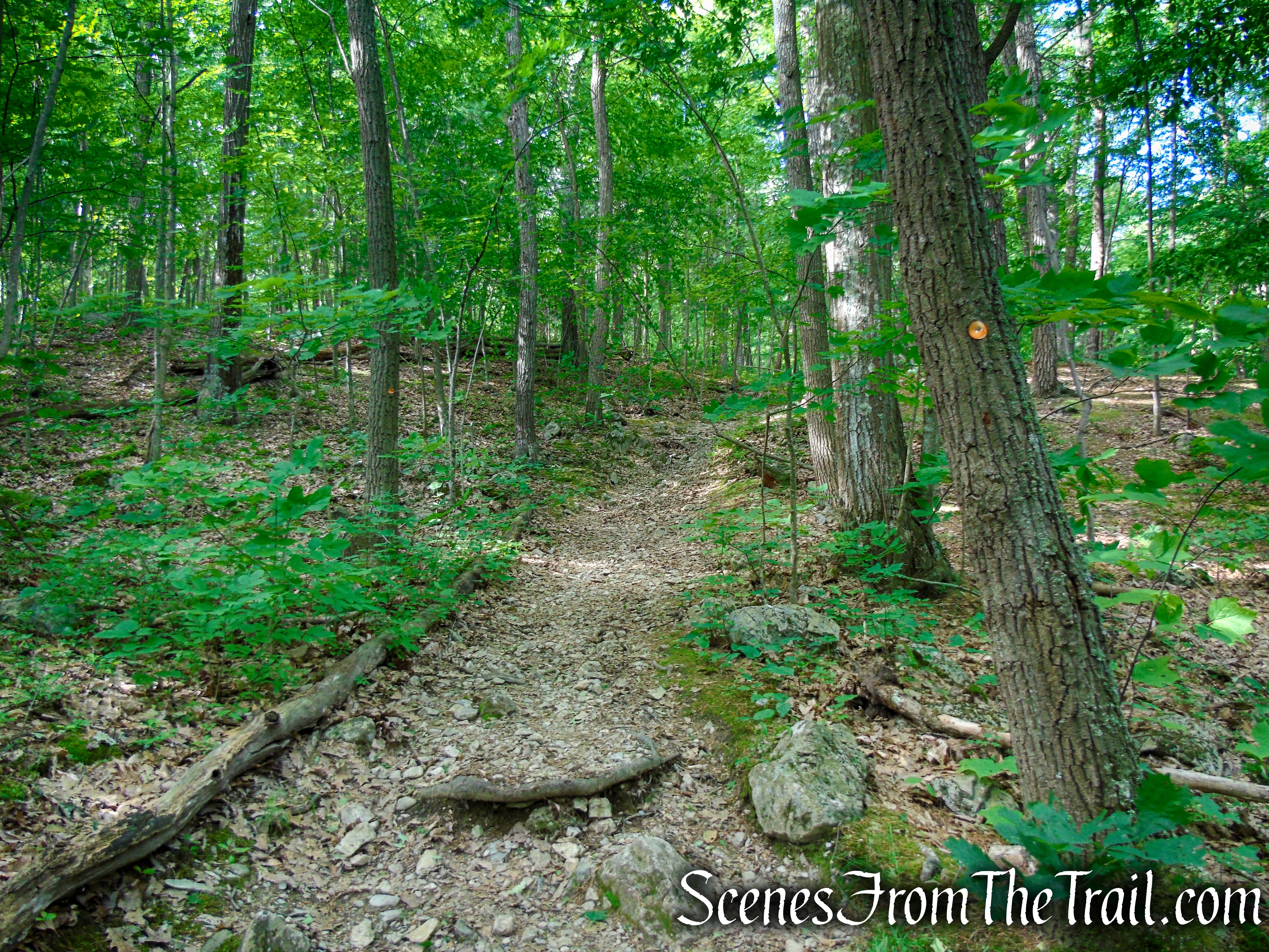 Orange Trail - Stissing Mountain