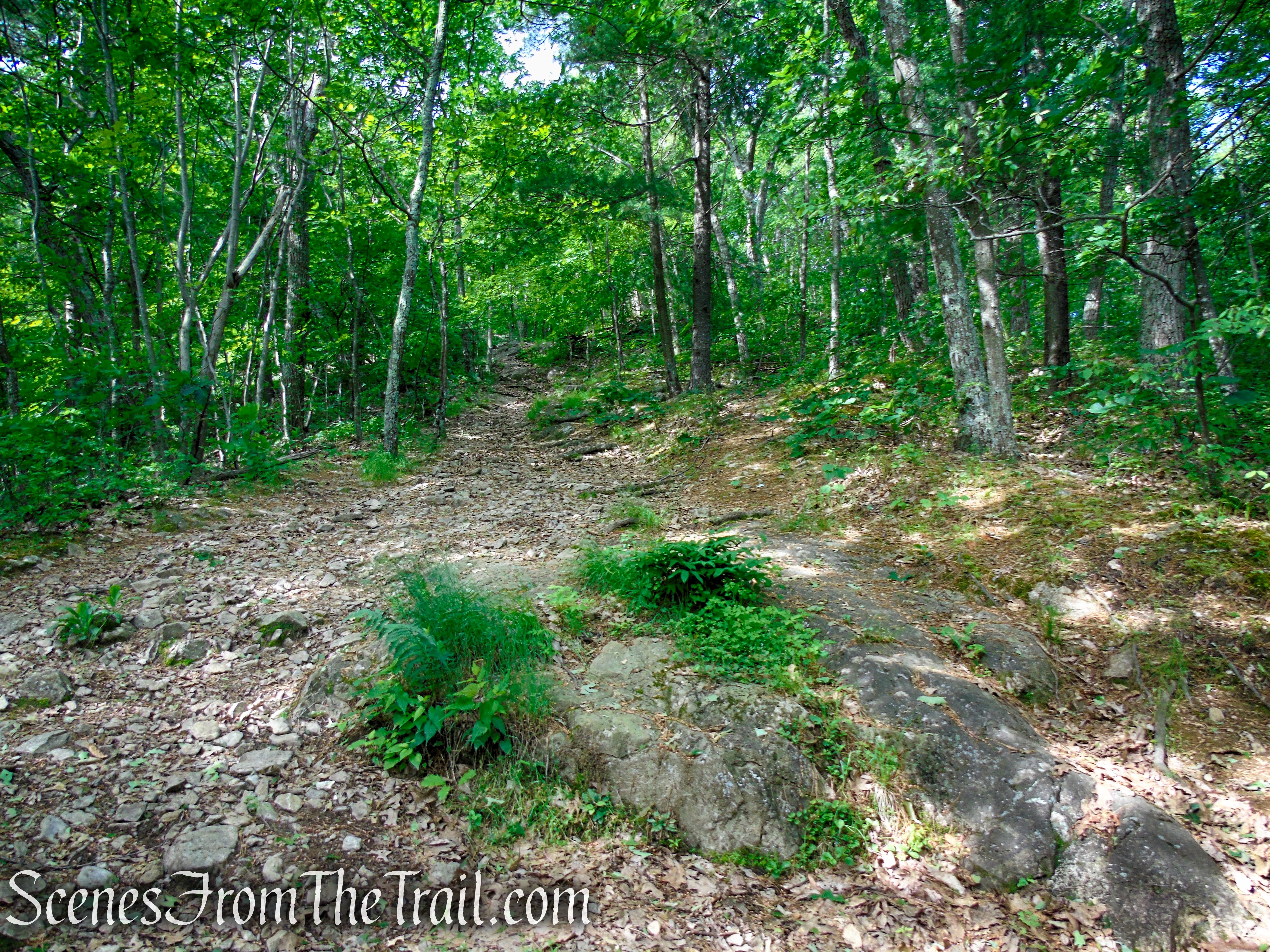 Orange Trail - Stissing Mountain