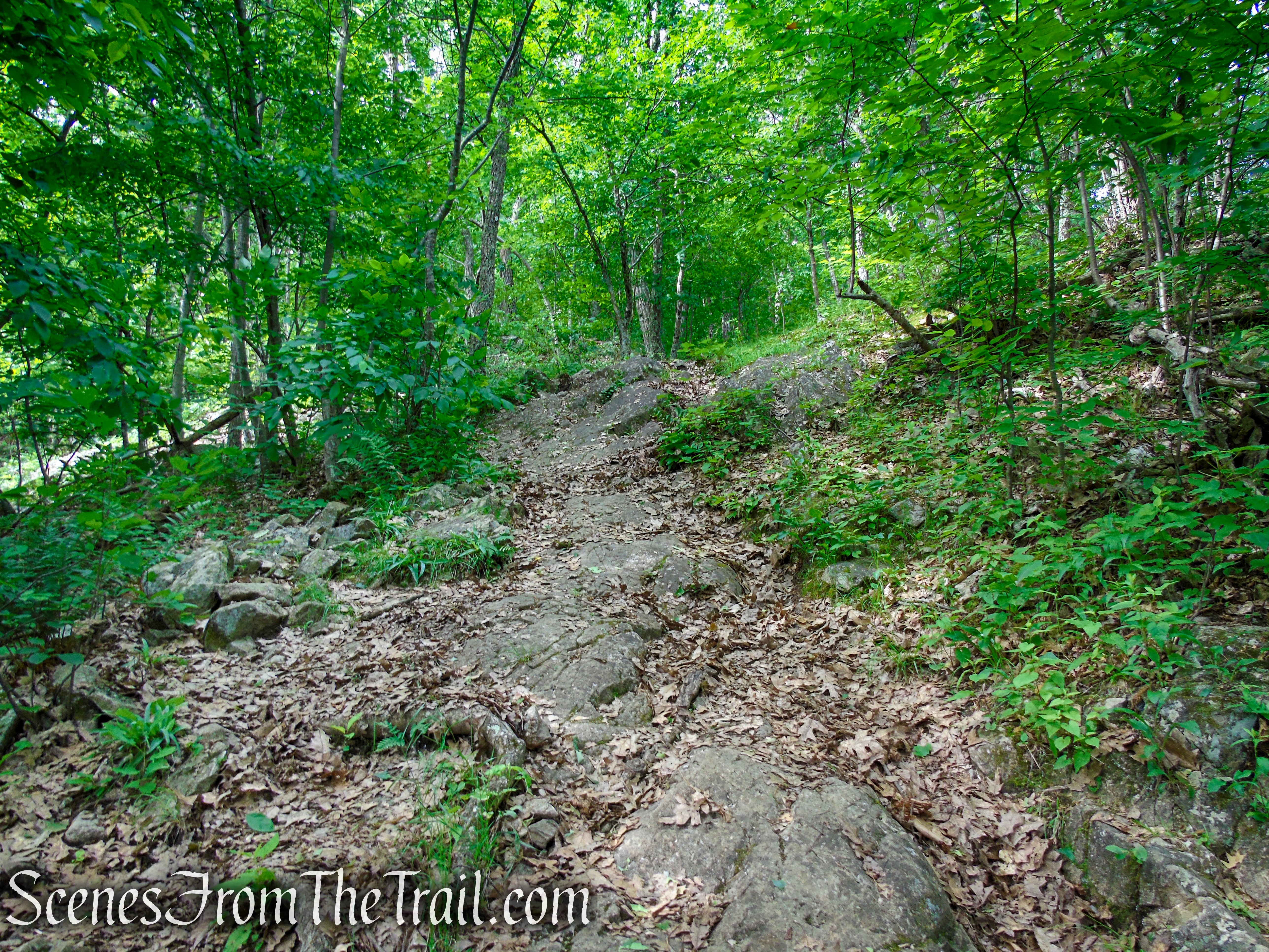 Orange Trail - Stissing Mountain
