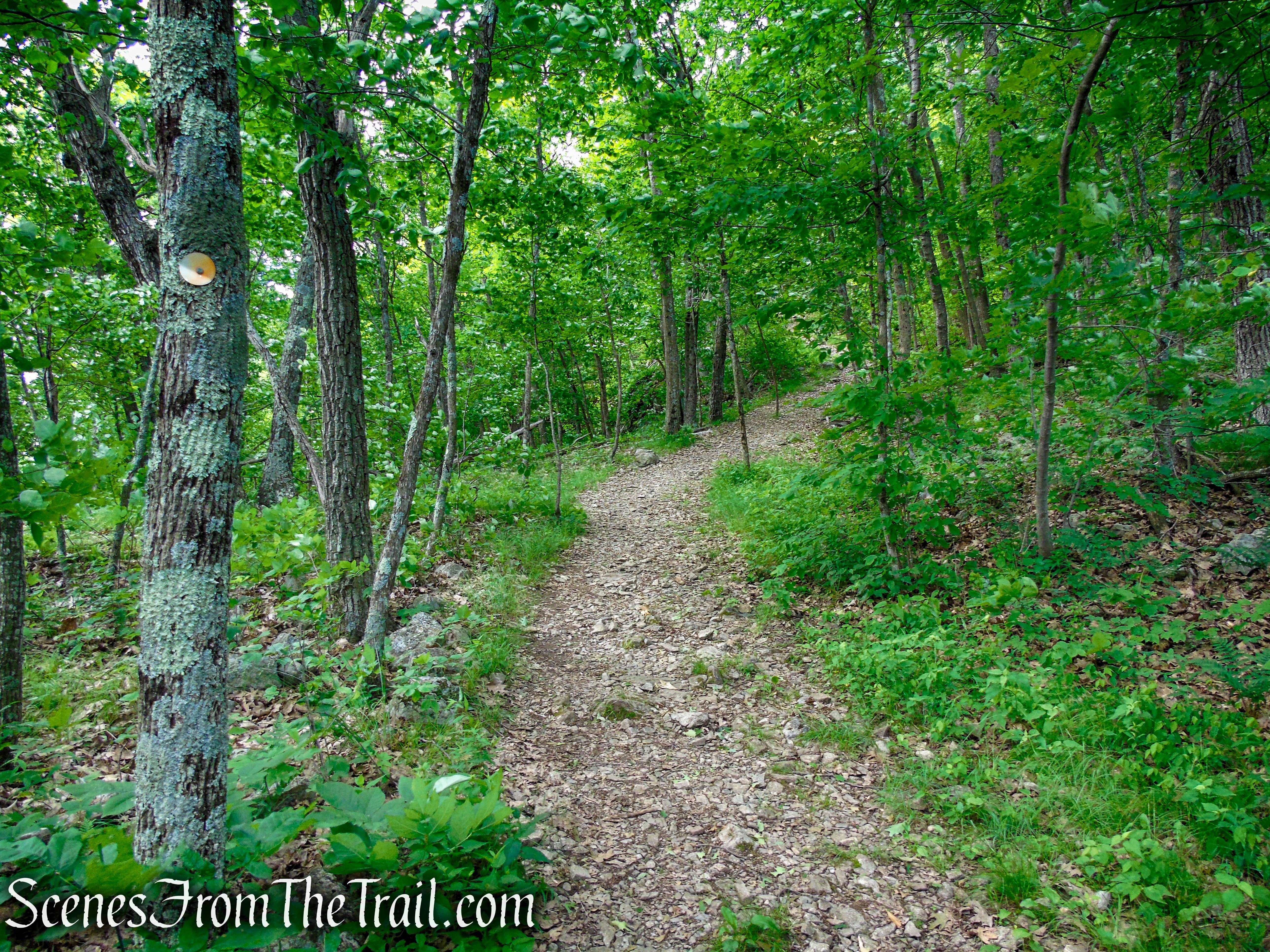 Orange Trail - Stissing Mountain