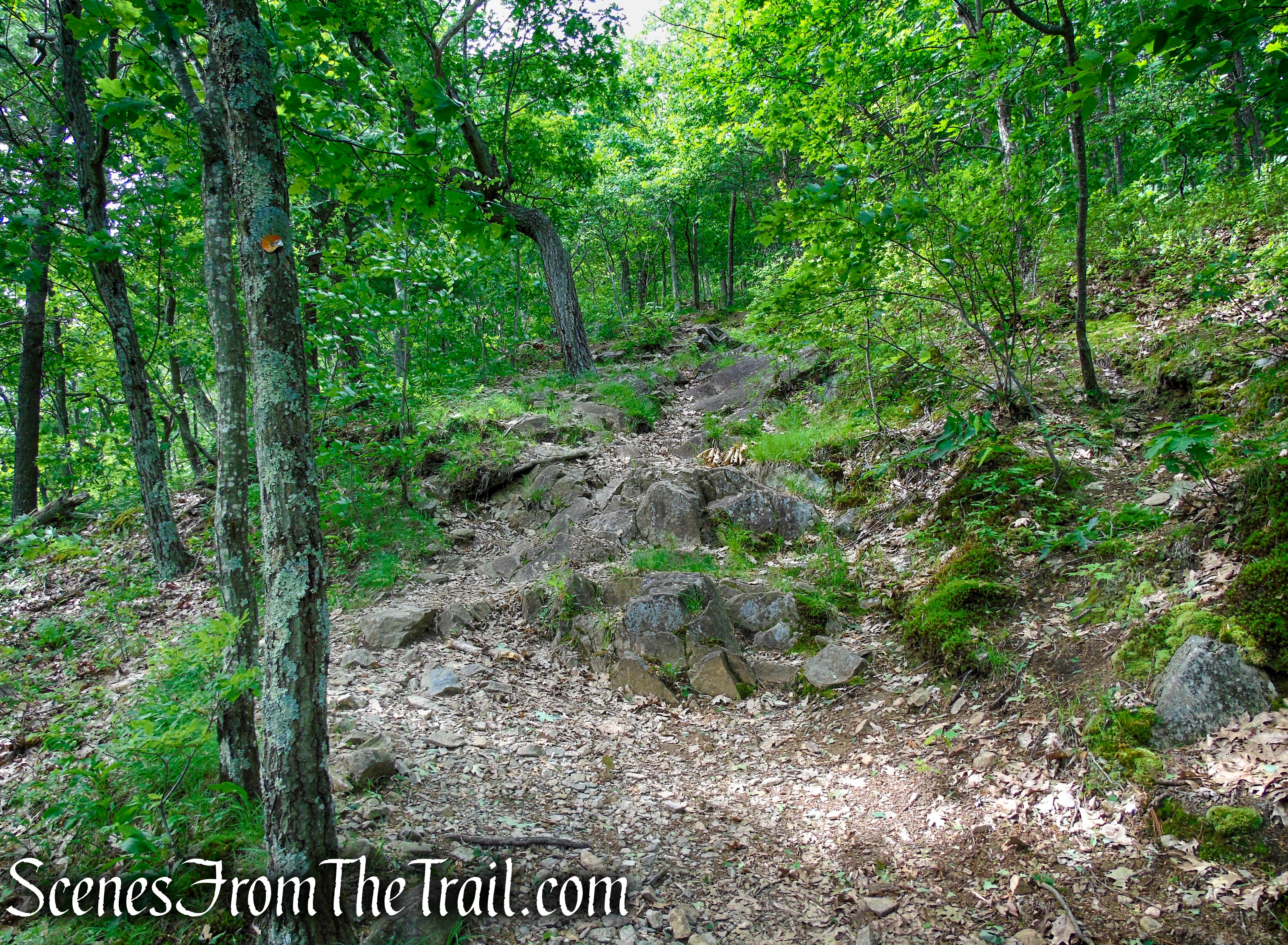 Orange Trail - Stissing Mountain