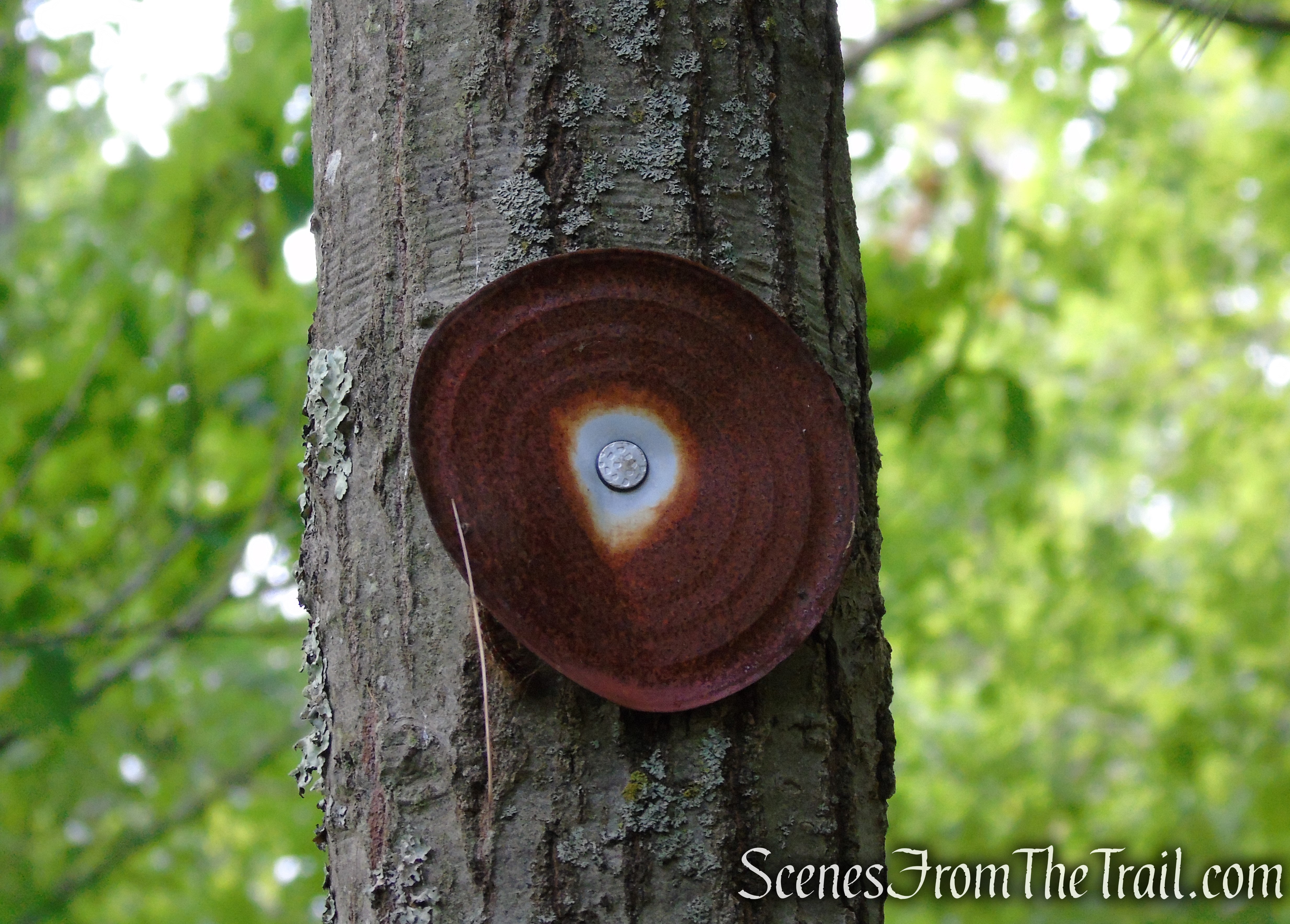 rusty can top blaze - Stissing Mountain