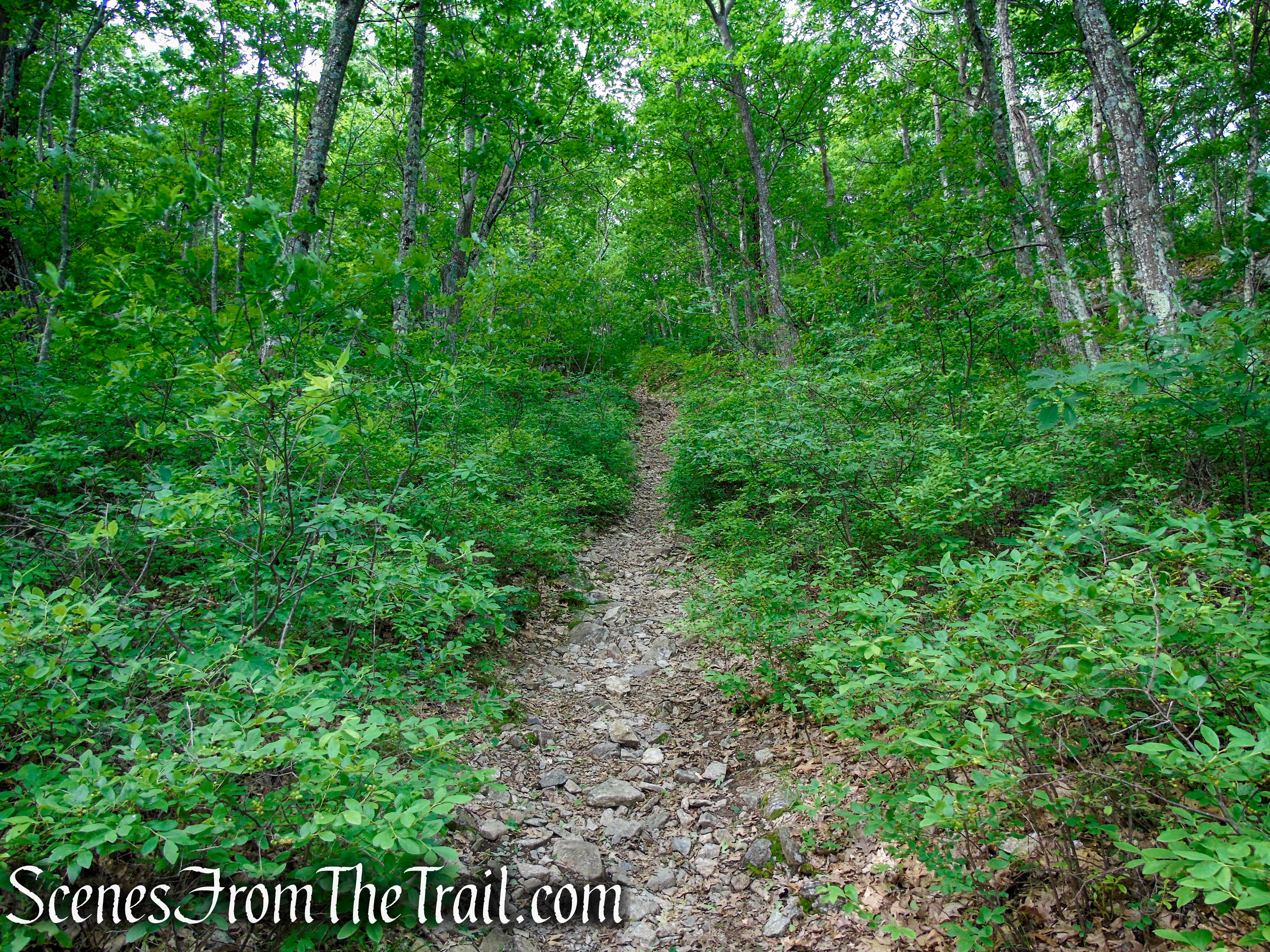 Orange Trail – Stissing Mountain