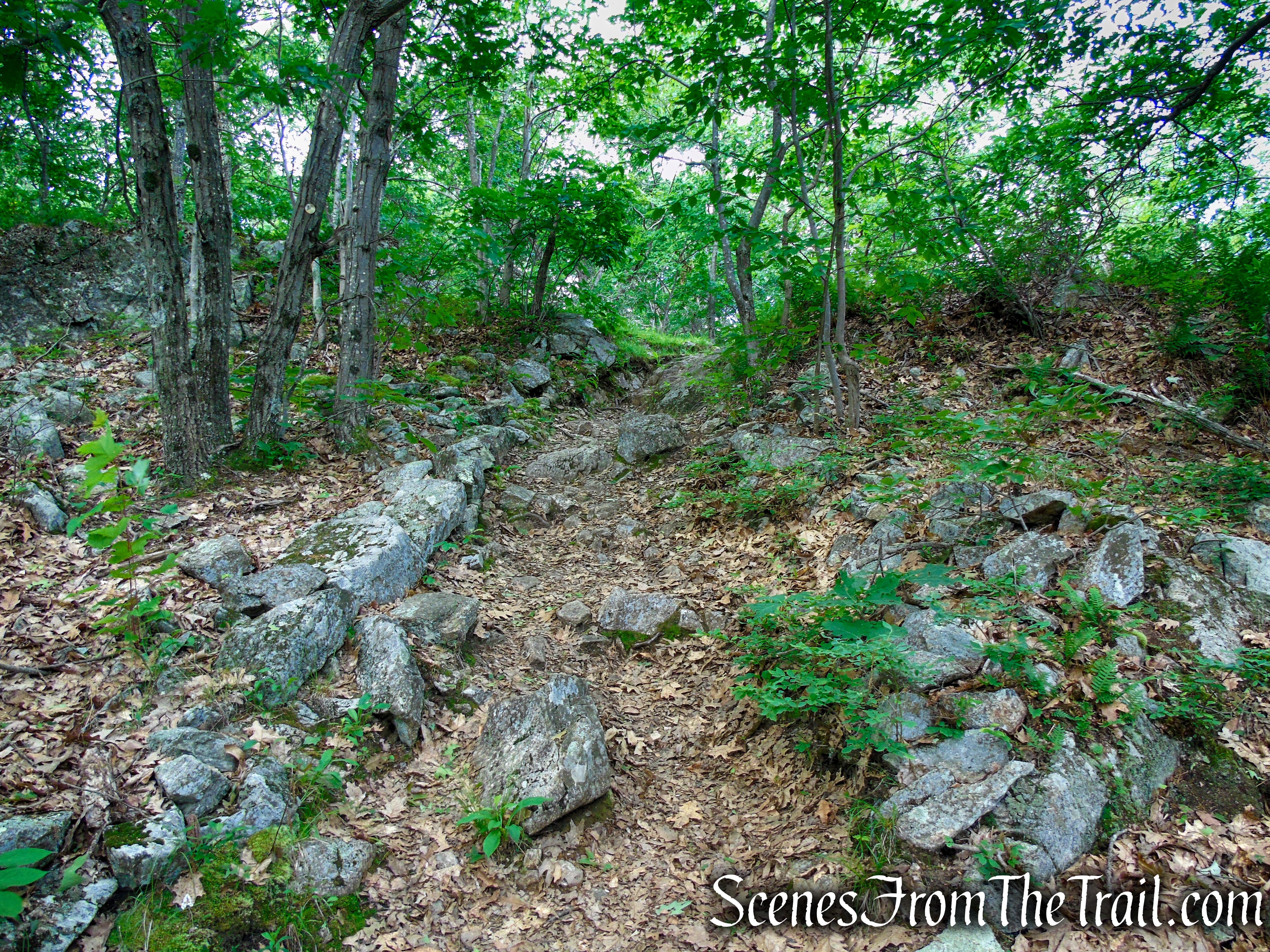 Orange Trail – Stissing Mountain