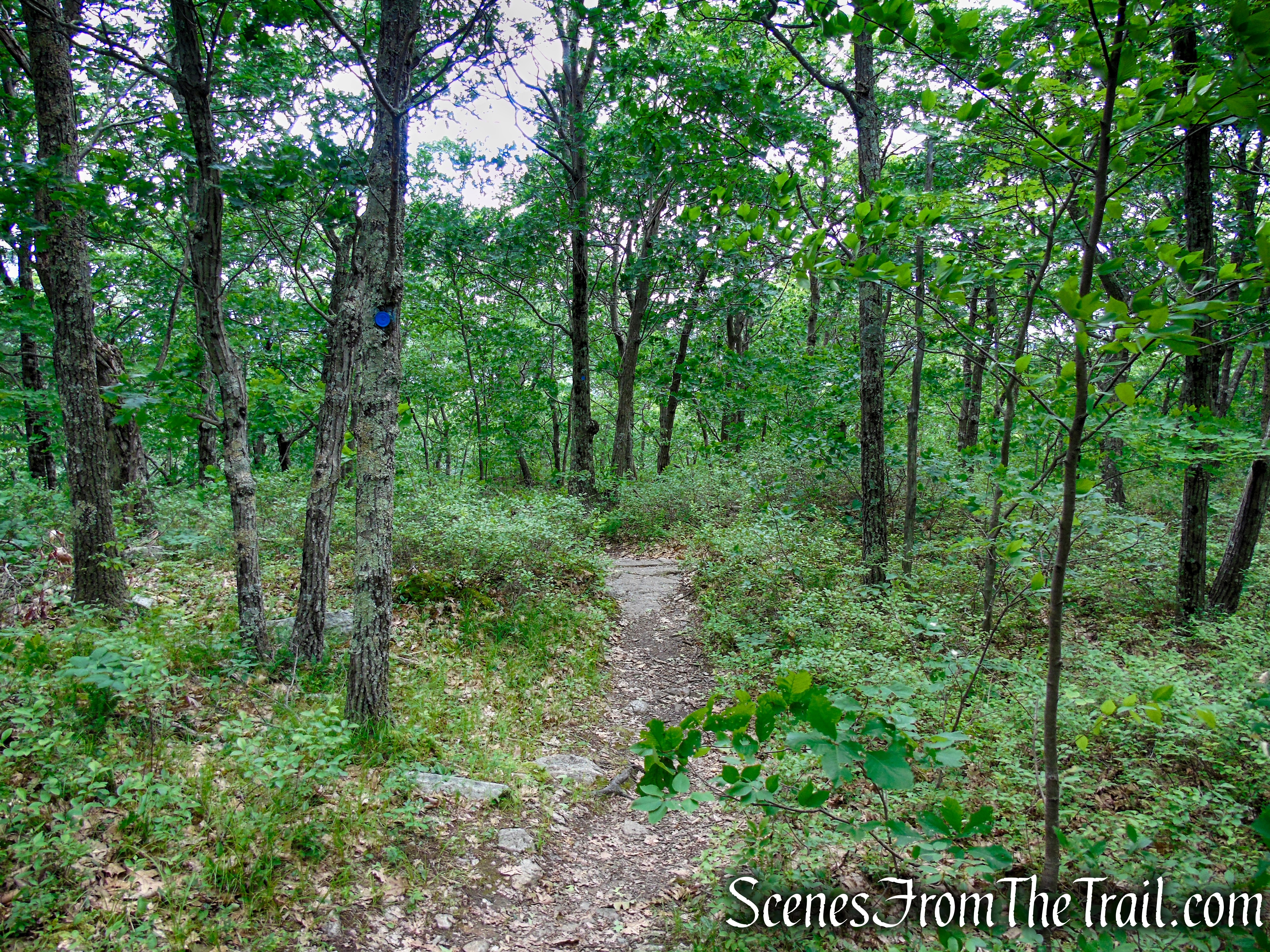 Blue Trail – Stissing Mountain