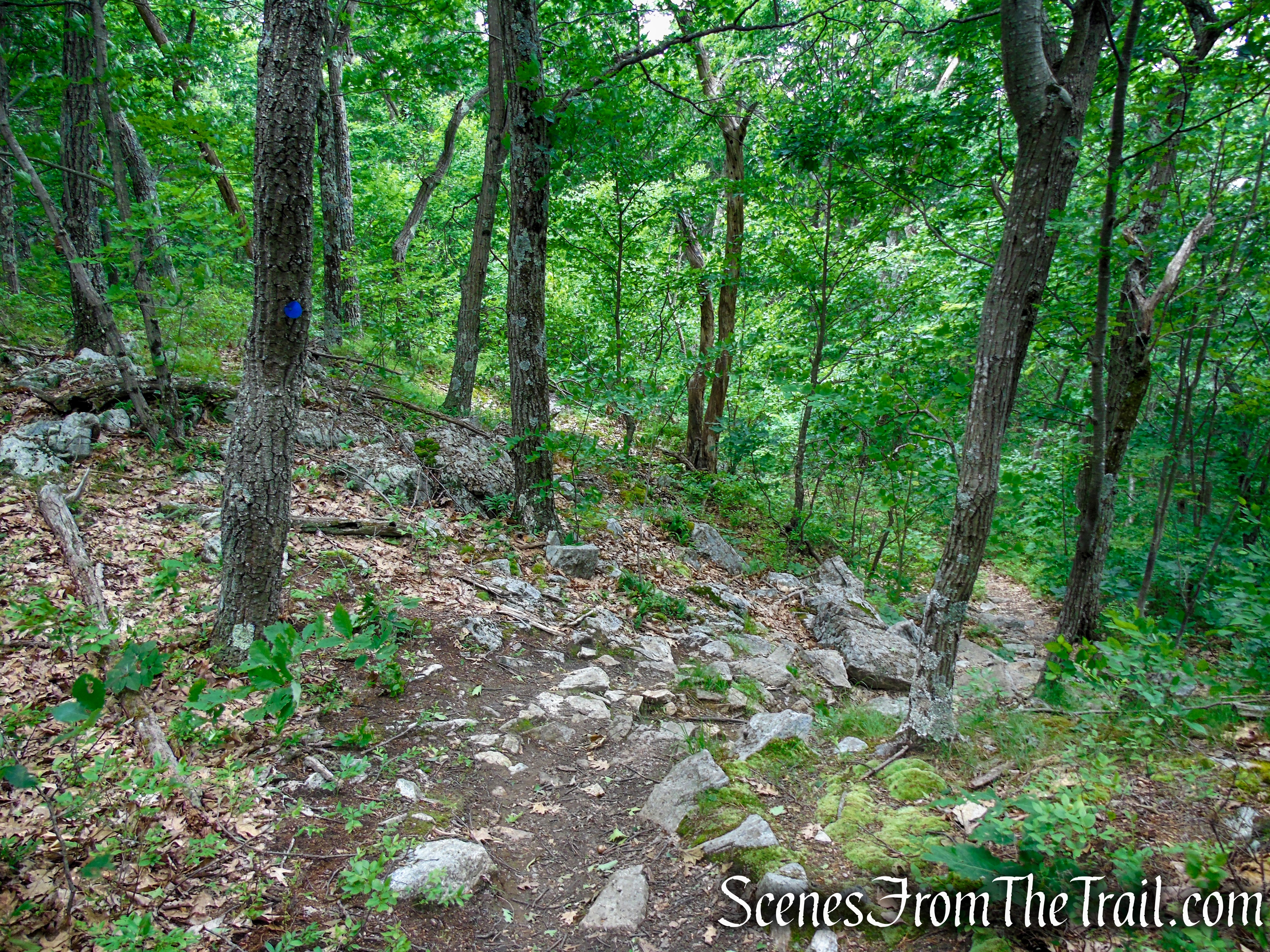 Blue Trail – Stissing Mountain