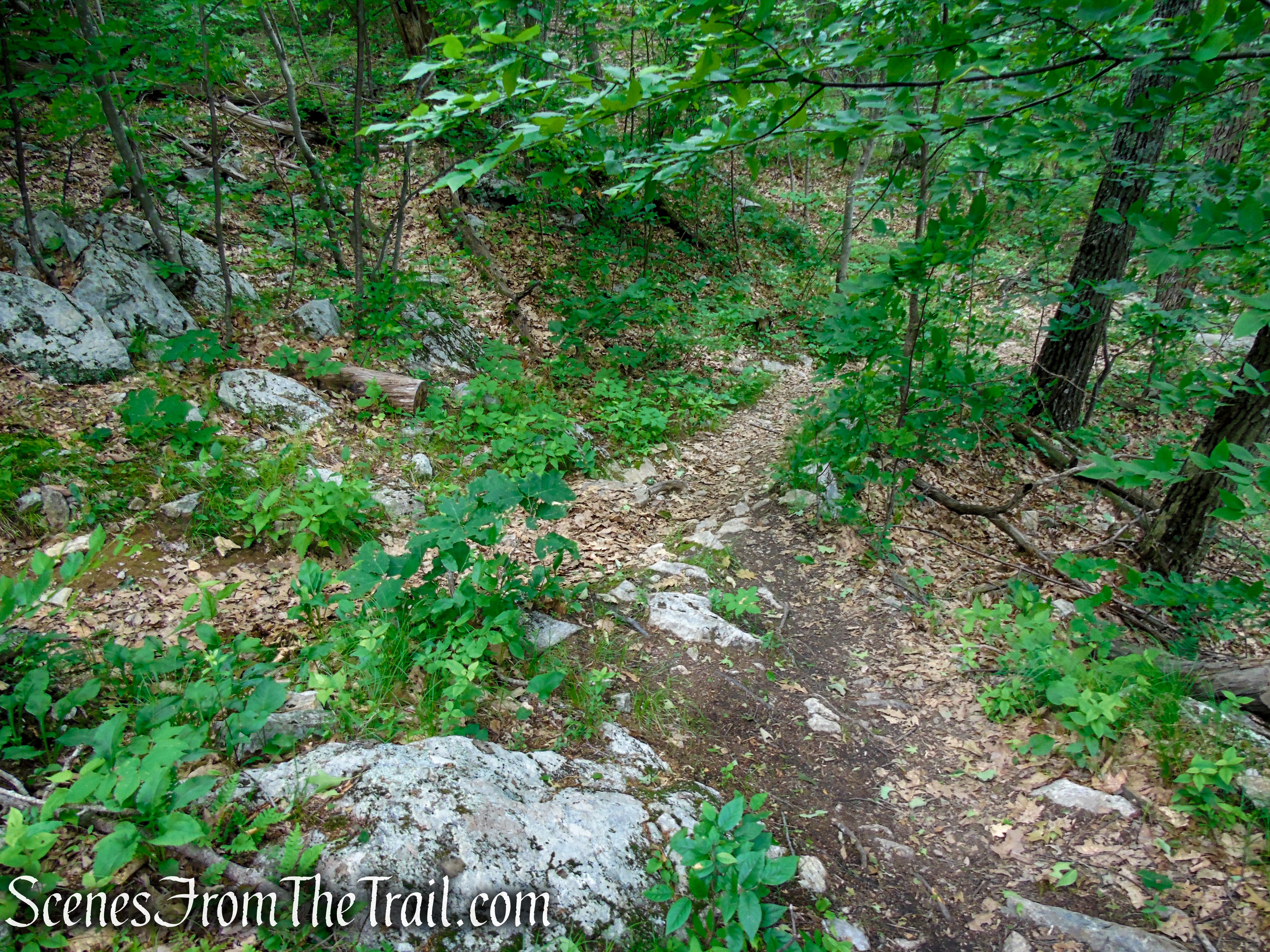 Blue Trail – Stissing Mountain