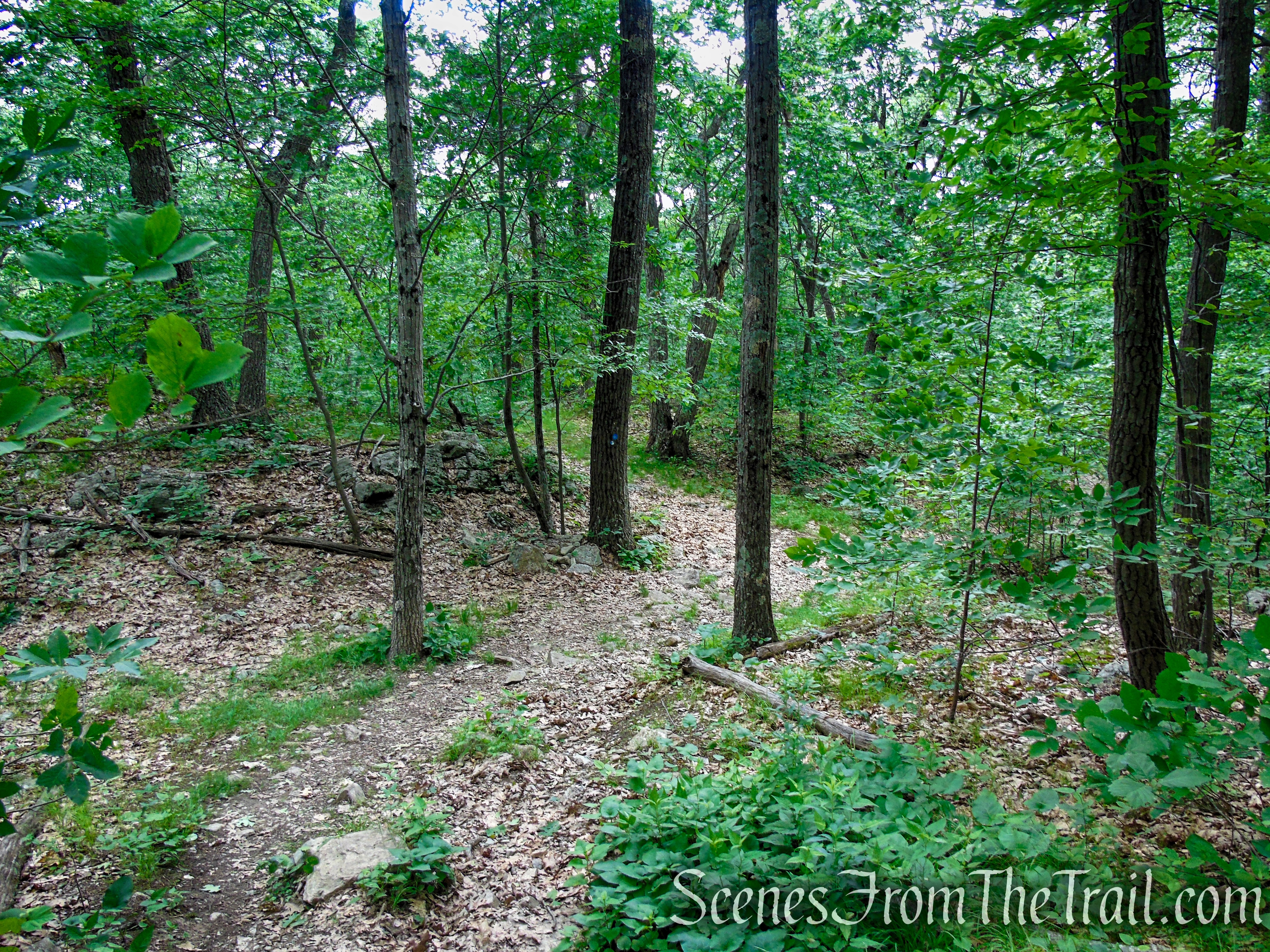 Blue Trail – Stissing Mountain