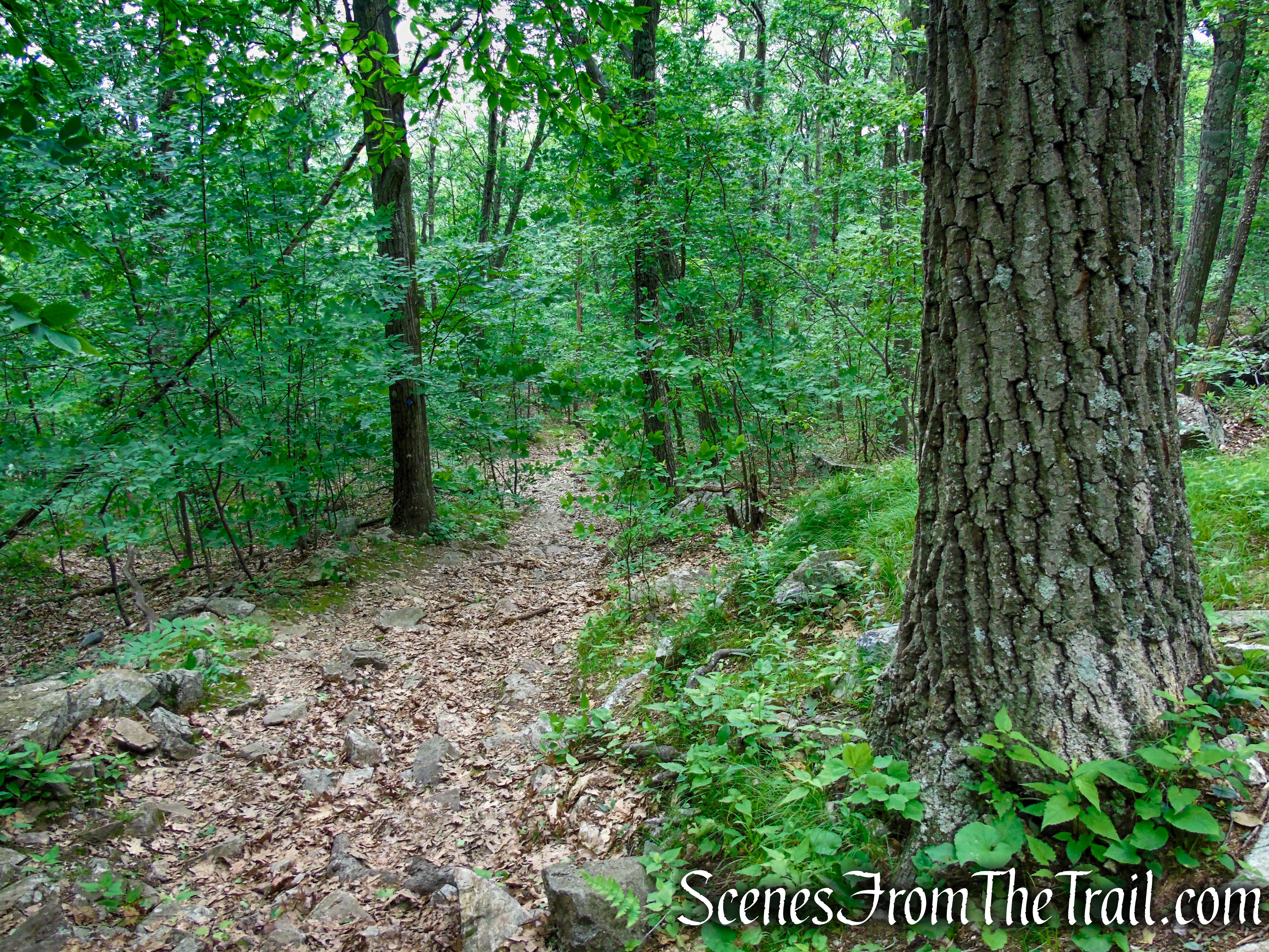 Blue Trail – Stissing Mountain