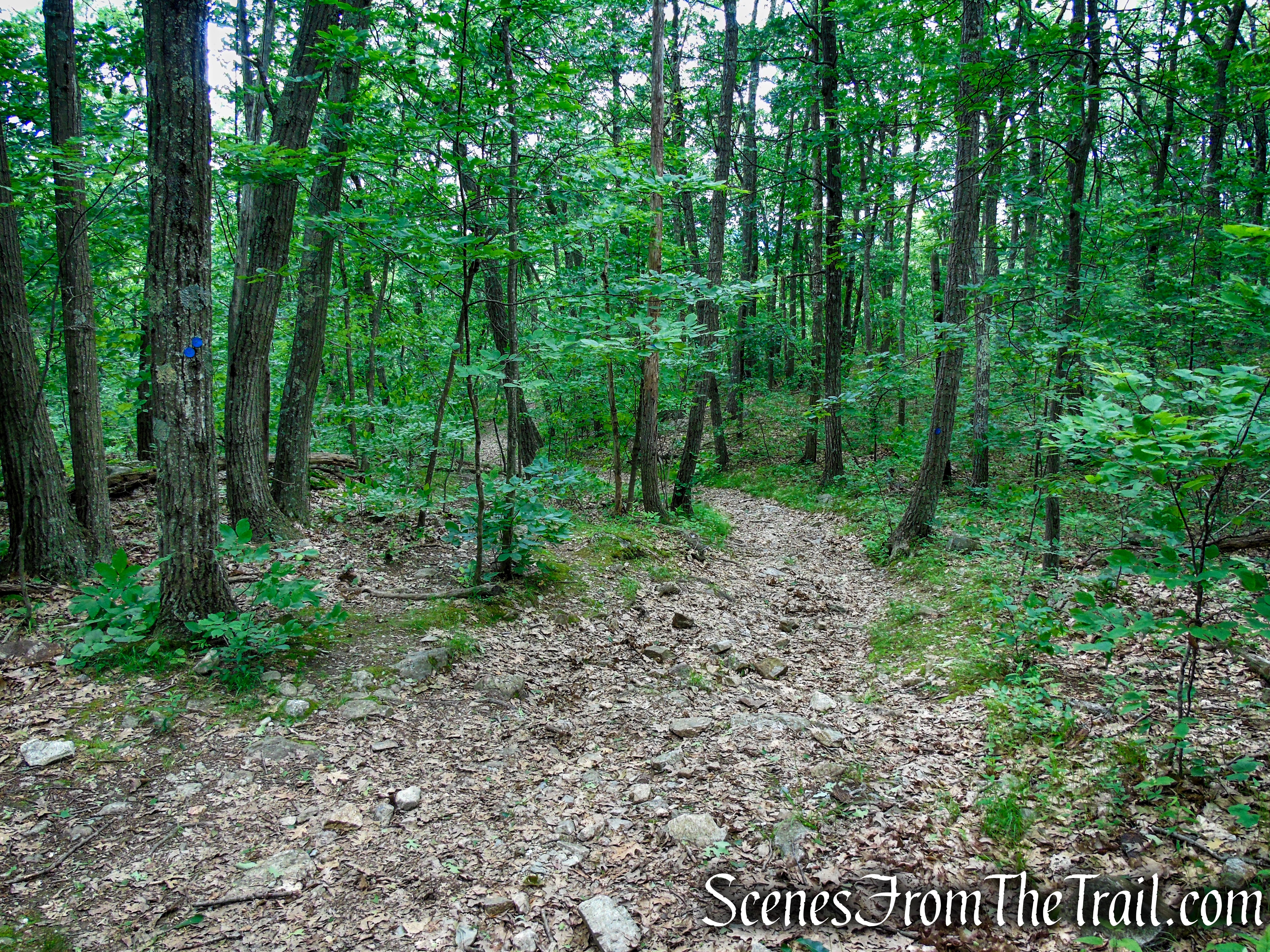 Blue Trail – Stissing Mountain