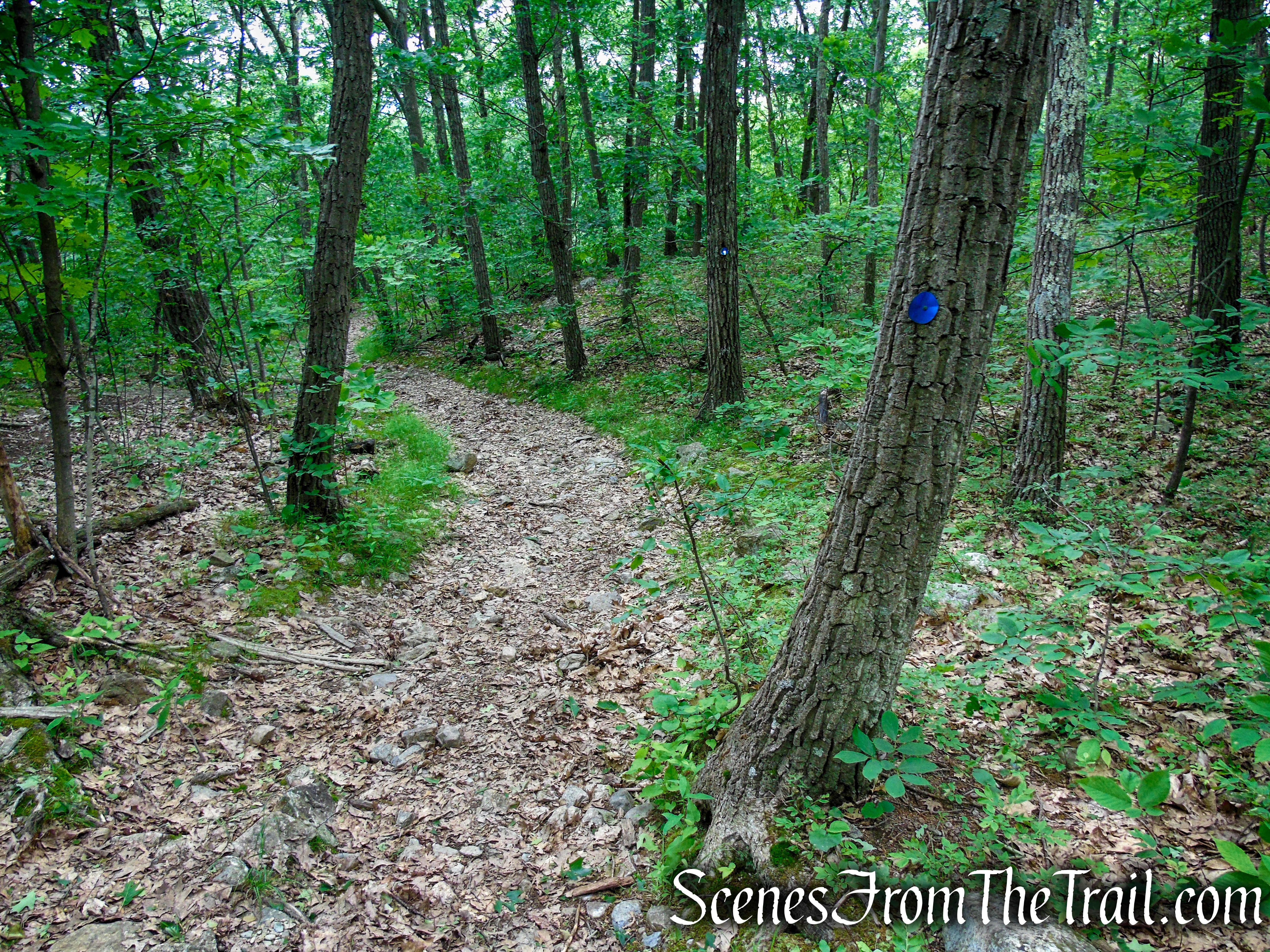 Blue Trail – Stissing Mountain