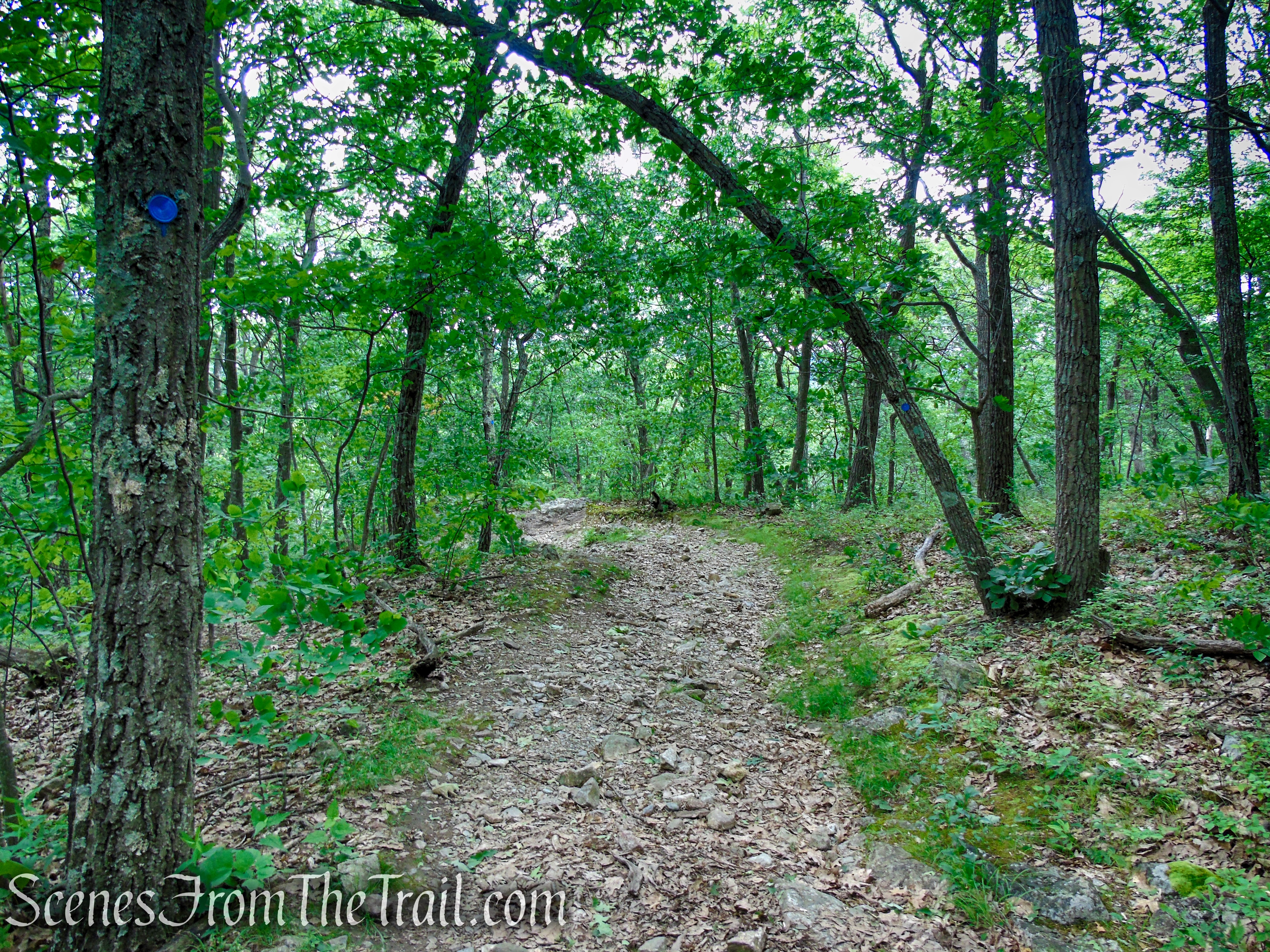 Blue Trail – Stissing Mountain