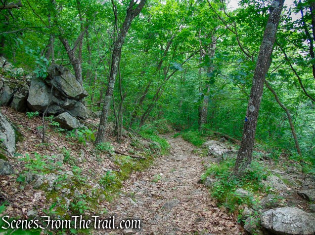 Blue Trail – Stissing Mountain