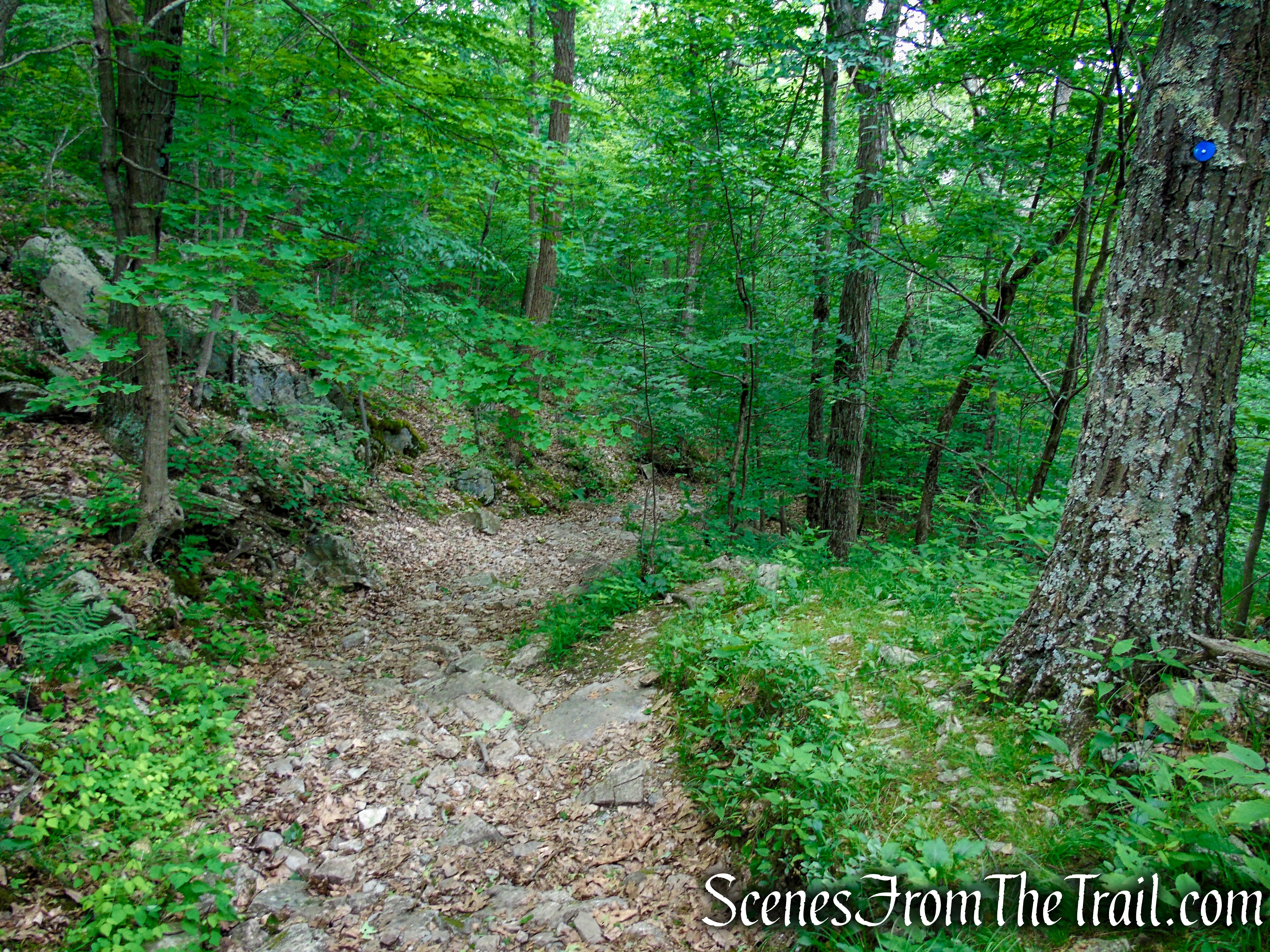 Blue Trail – Stissing Mountain