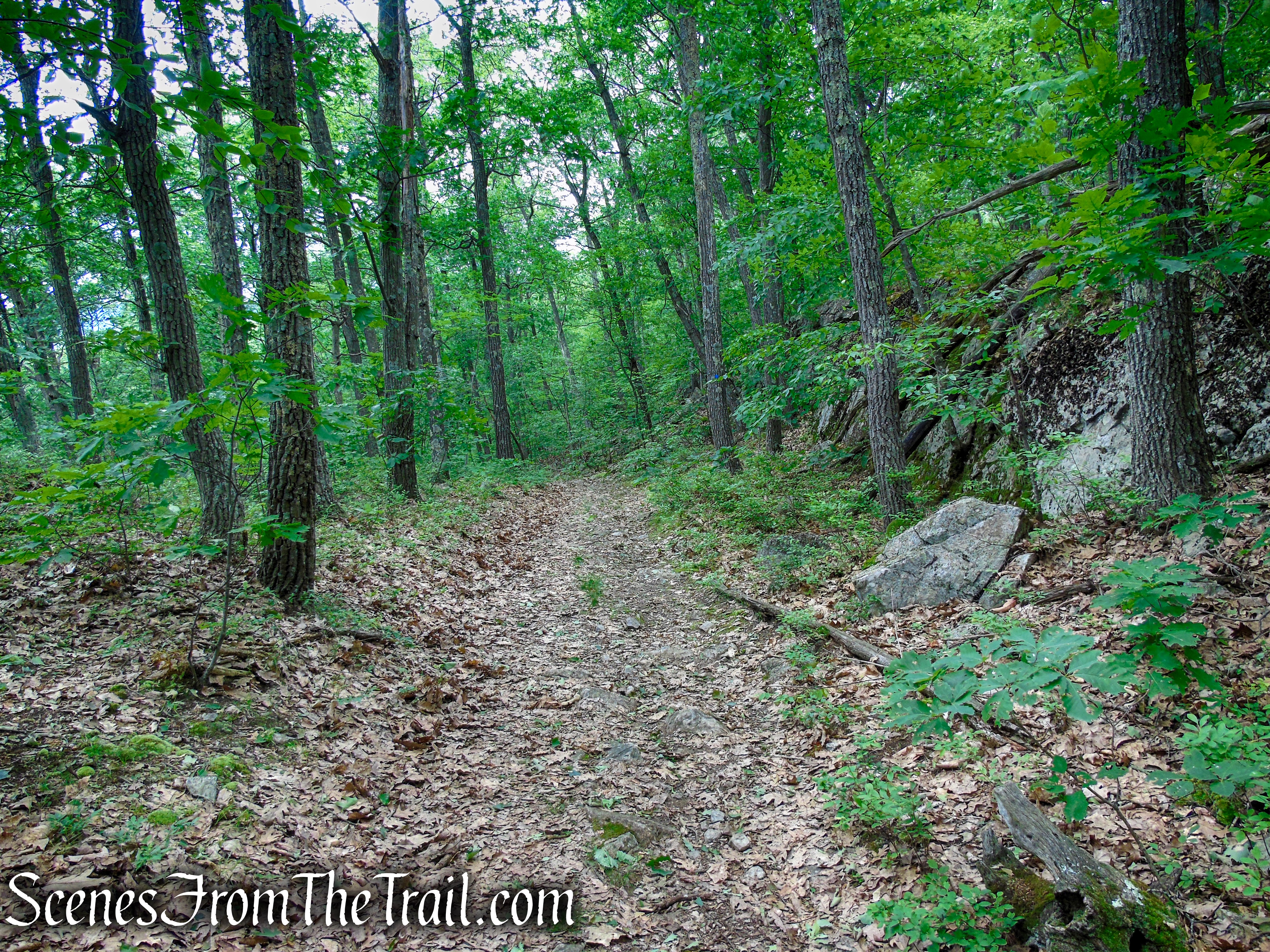 Blue Trail – Stissing Mountain