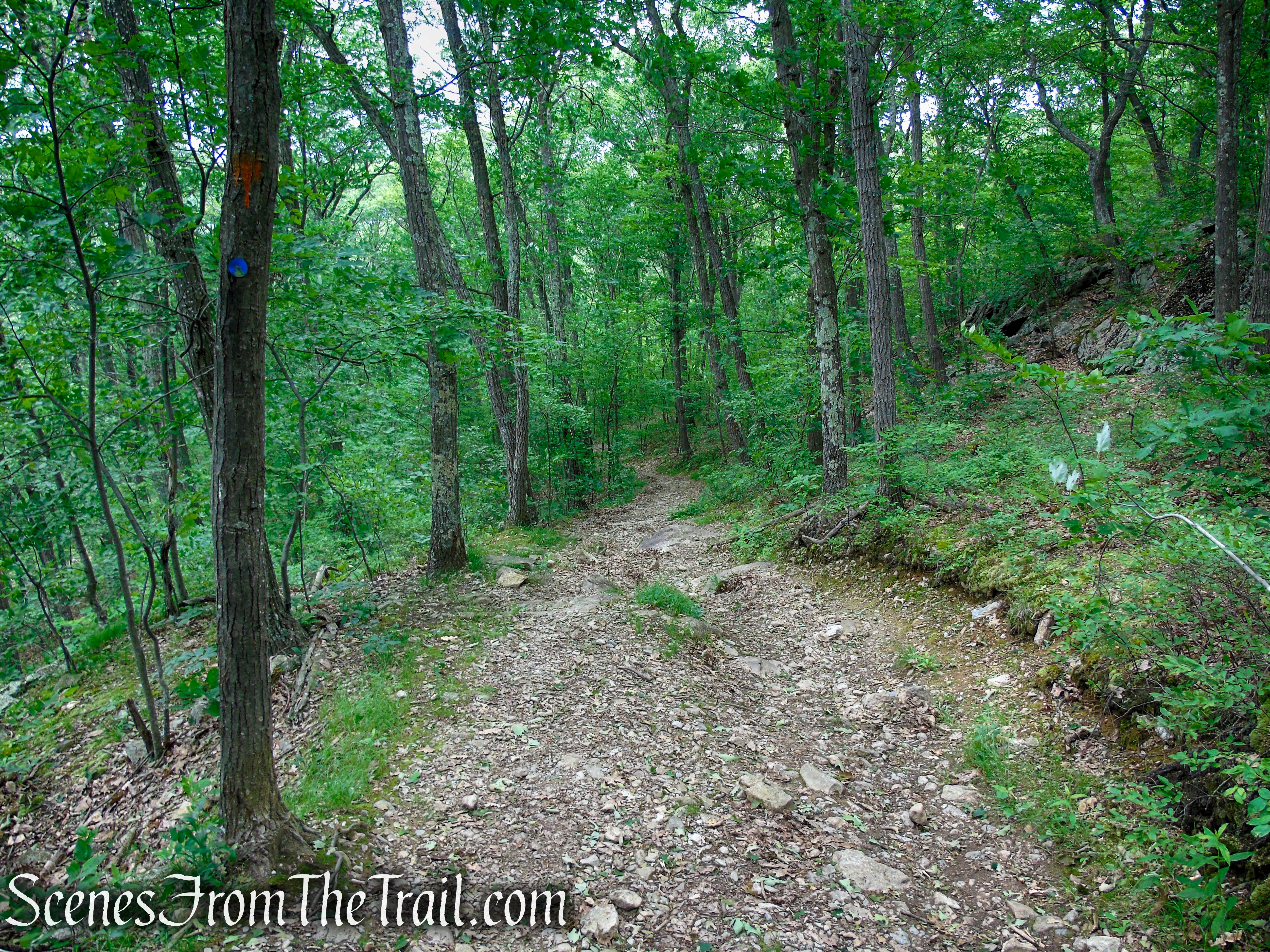 Blue Trail – Stissing Mountain