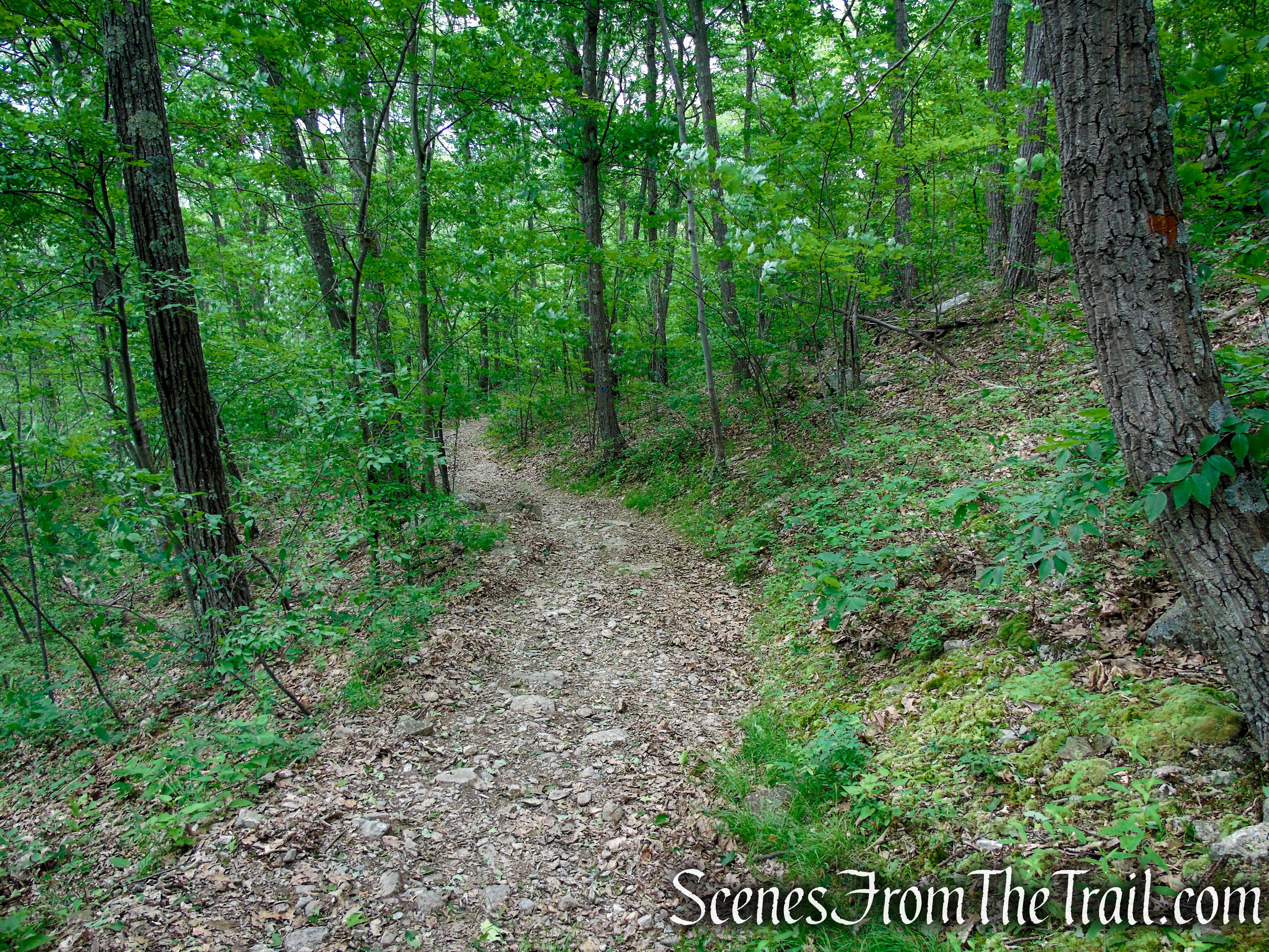 Blue Trail – Stissing Mountain