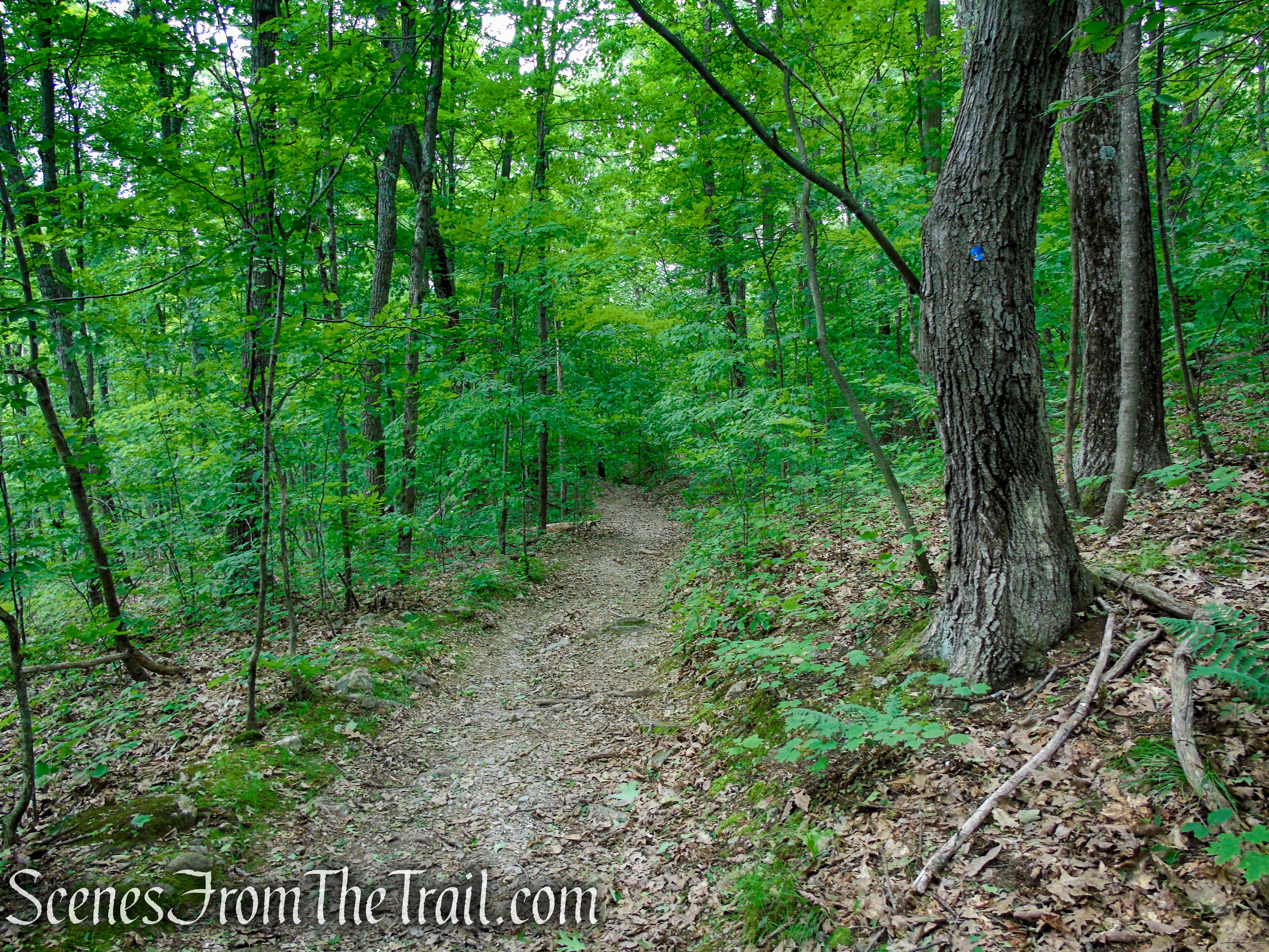 Blue Trail – Stissing Mountain
