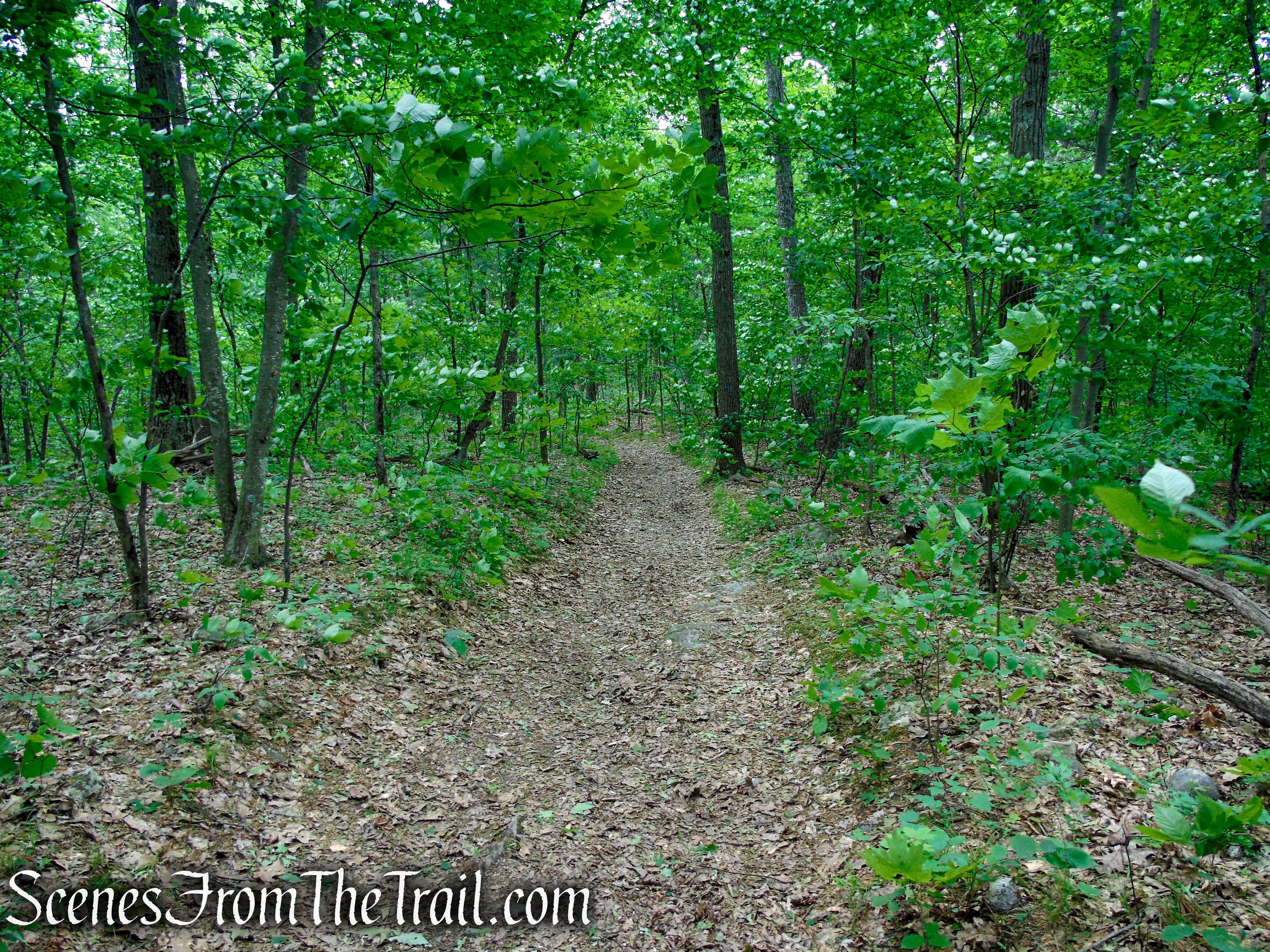 Blue Trail – Stissing Mountain