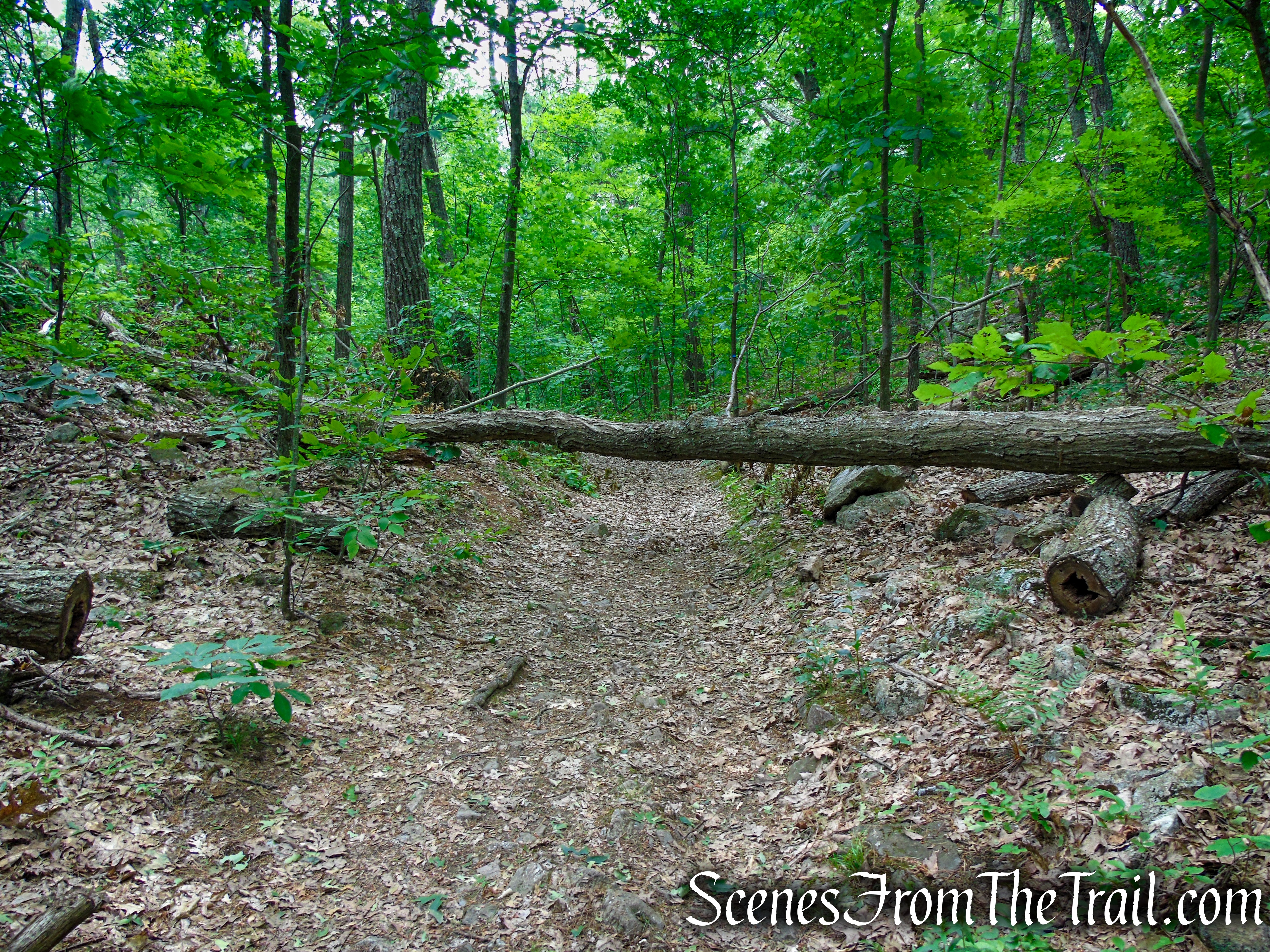 Blue Trail – Stissing Mountain